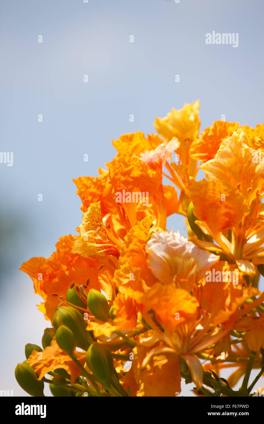 Bel fiore con cielo blu Foto Stock