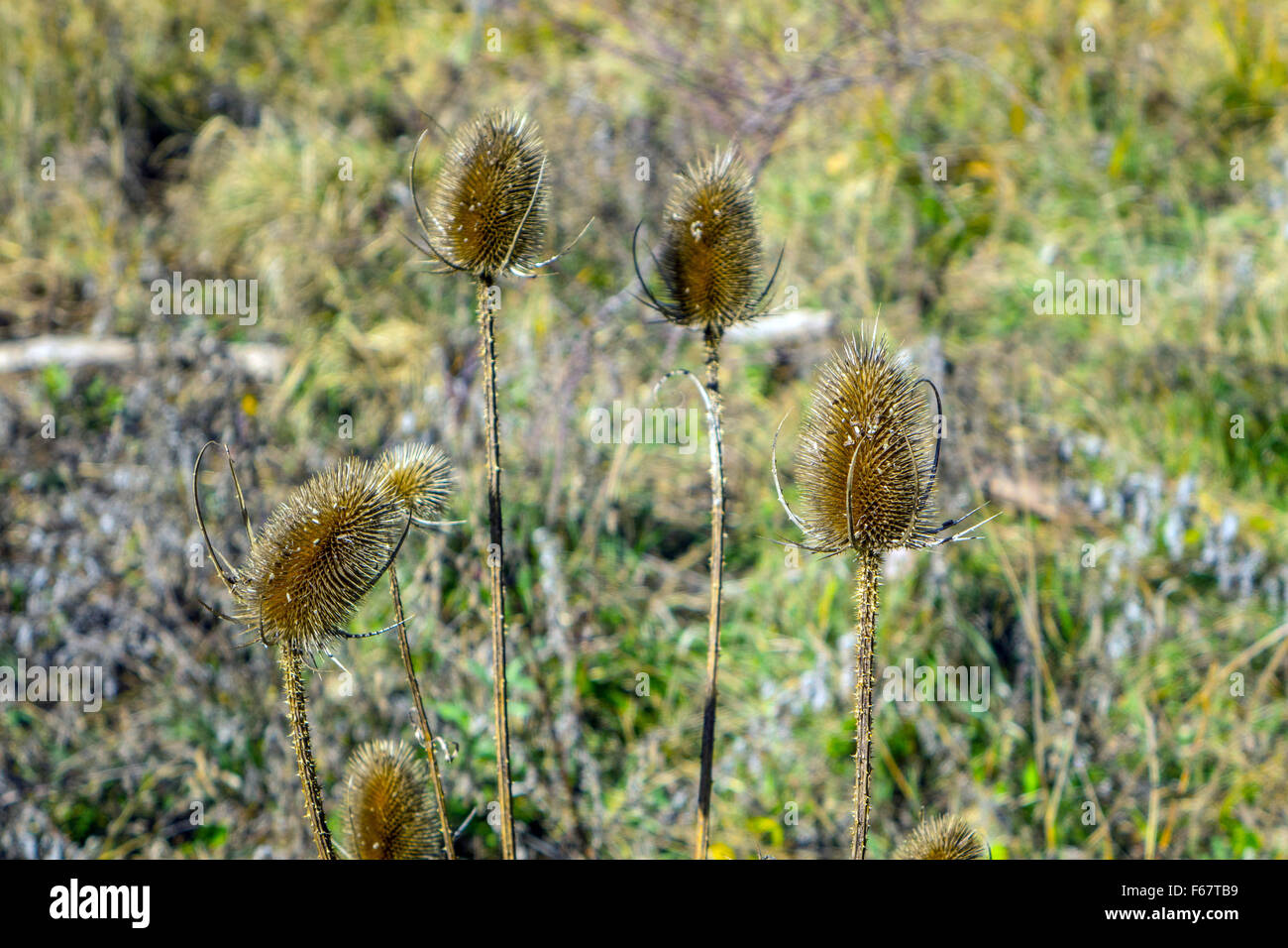 Cinque teste teasel (Dipsacus fullonum) in autunno la luce solare Foto Stock