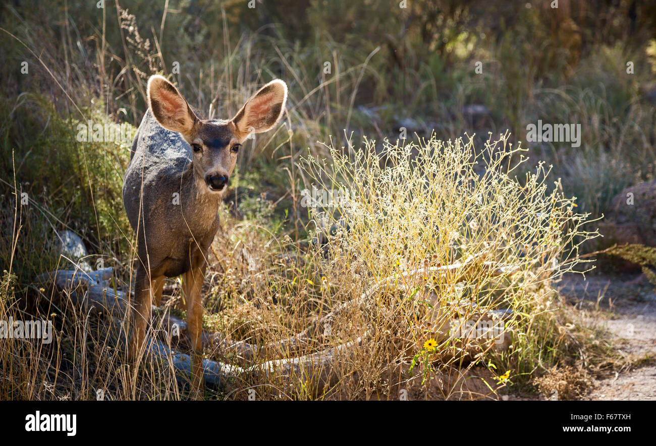 Los Alamos, New Mexico - un mulo cervo al Bandelier National Monument. Foto Stock