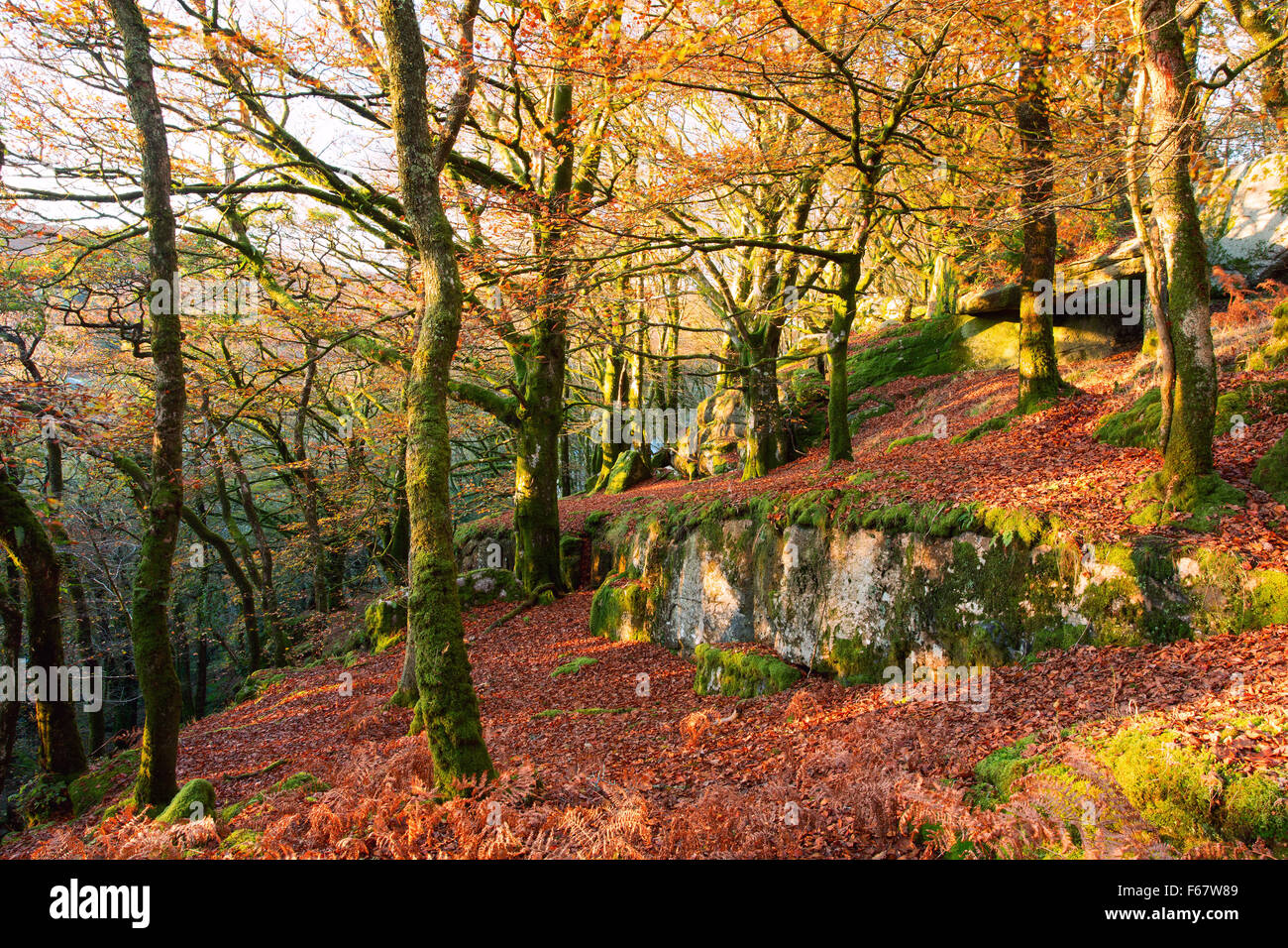 Autunno in legno Burrator Parco Nazionale di Dartmoor Devon UK Foto Stock