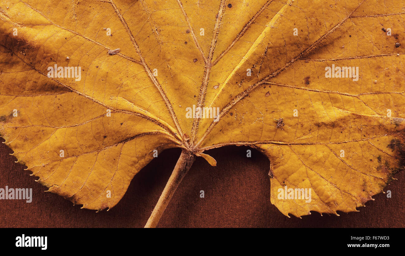 Dettagli di un autunno di foglia, closeup vista macro. Foto Stock