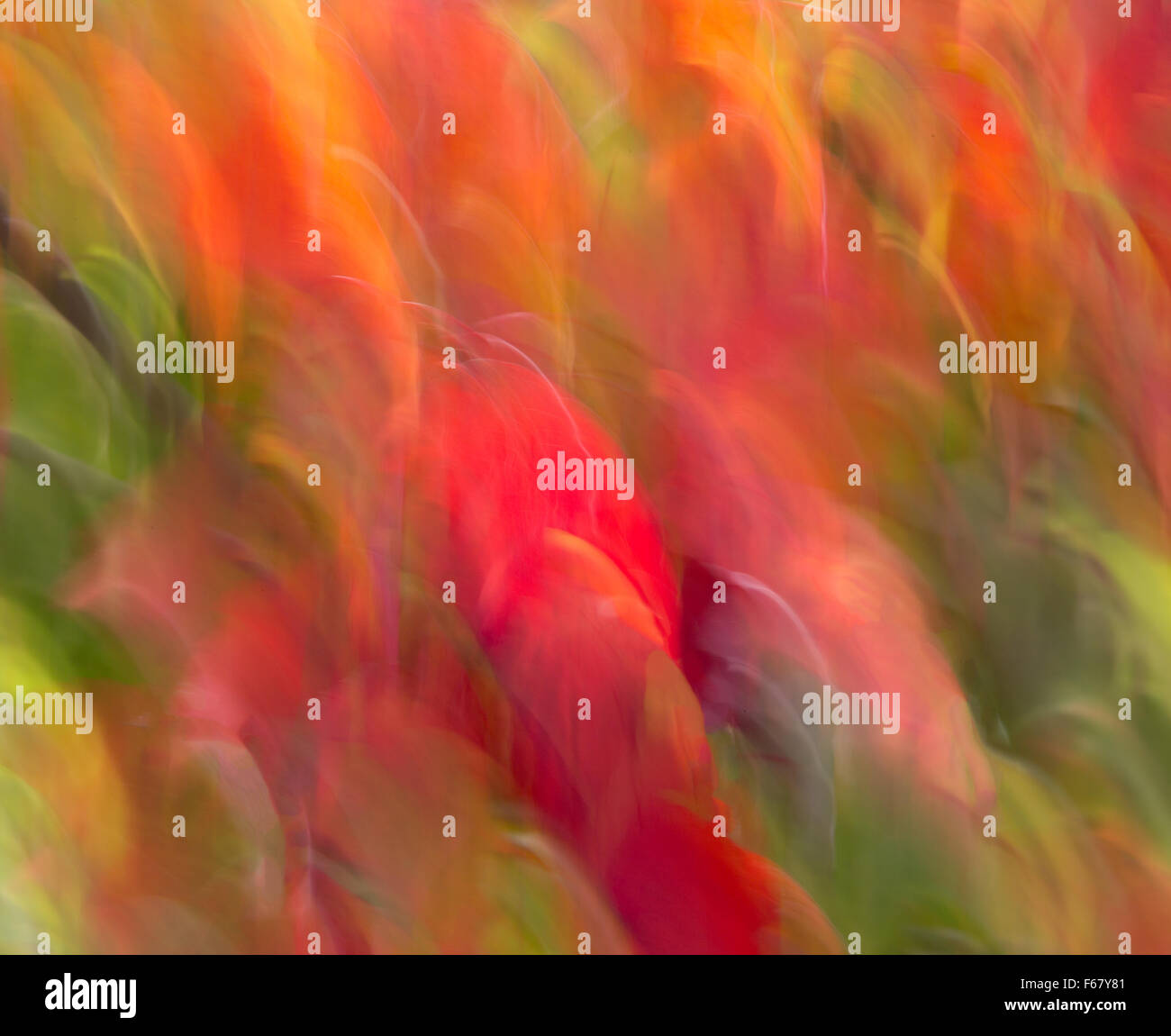 Nel movimento della telecamera colpo di foglie di acero in autunno. Foto Stock