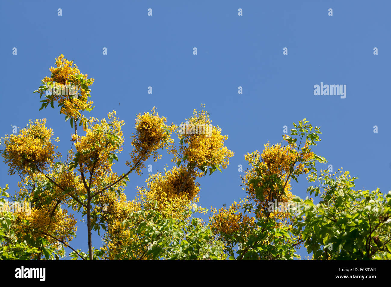 Fiore giallo con il blu del cielo Foto Stock