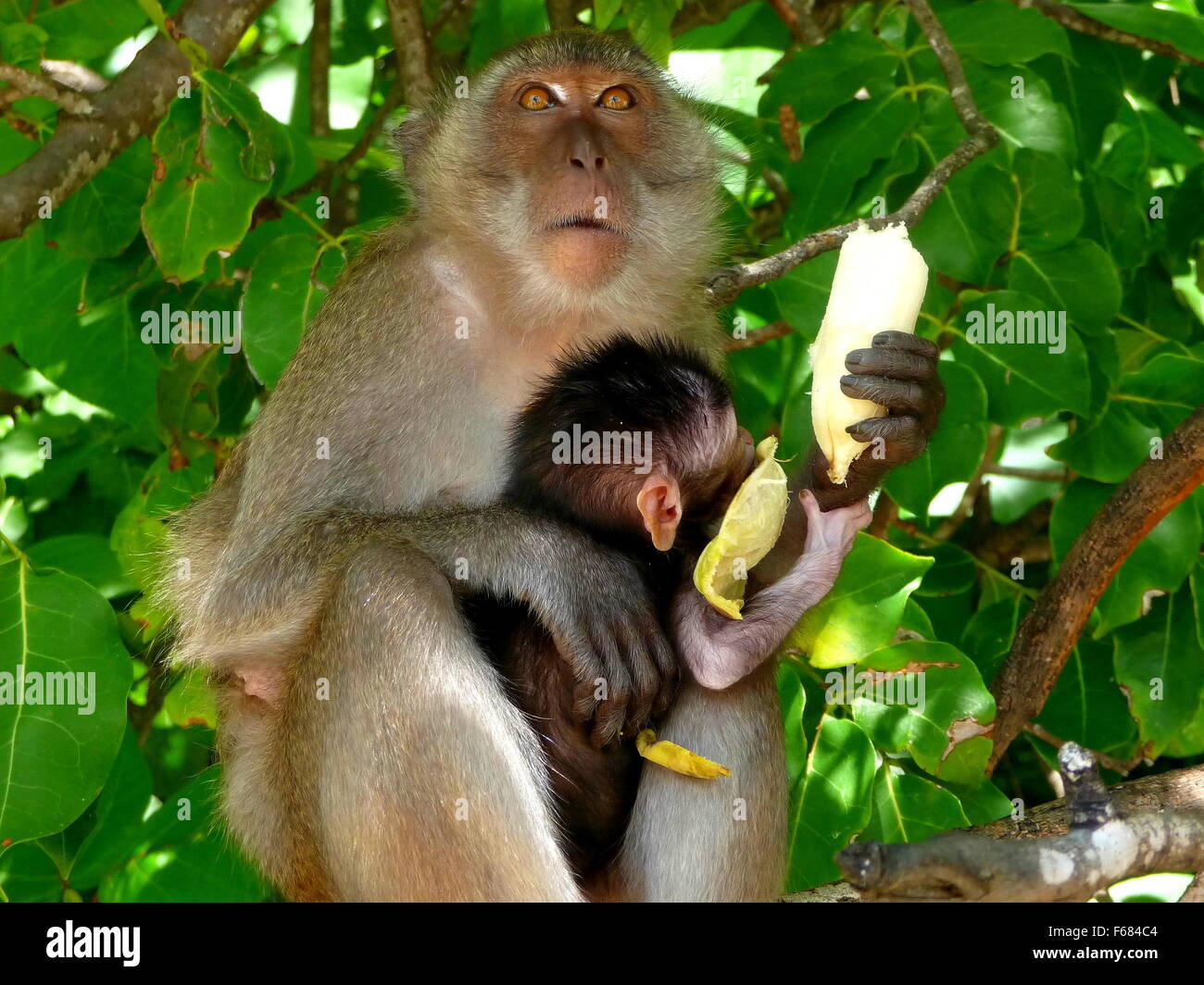 Macaco Rhesus monkey baby e mangiare una banana sulla Spiaggia delle Scimmie, Monkey Bay, da Phuket a Phi Phi island, sul mare delle Andamane, Thailandia Foto Stock