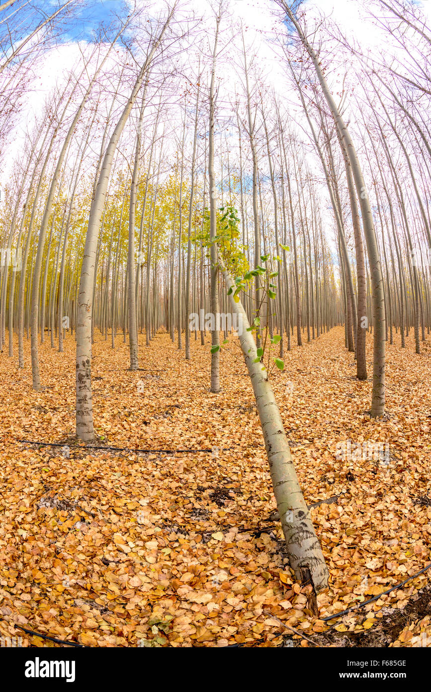 Albero rotto su un tree farm in Oregon Foto Stock