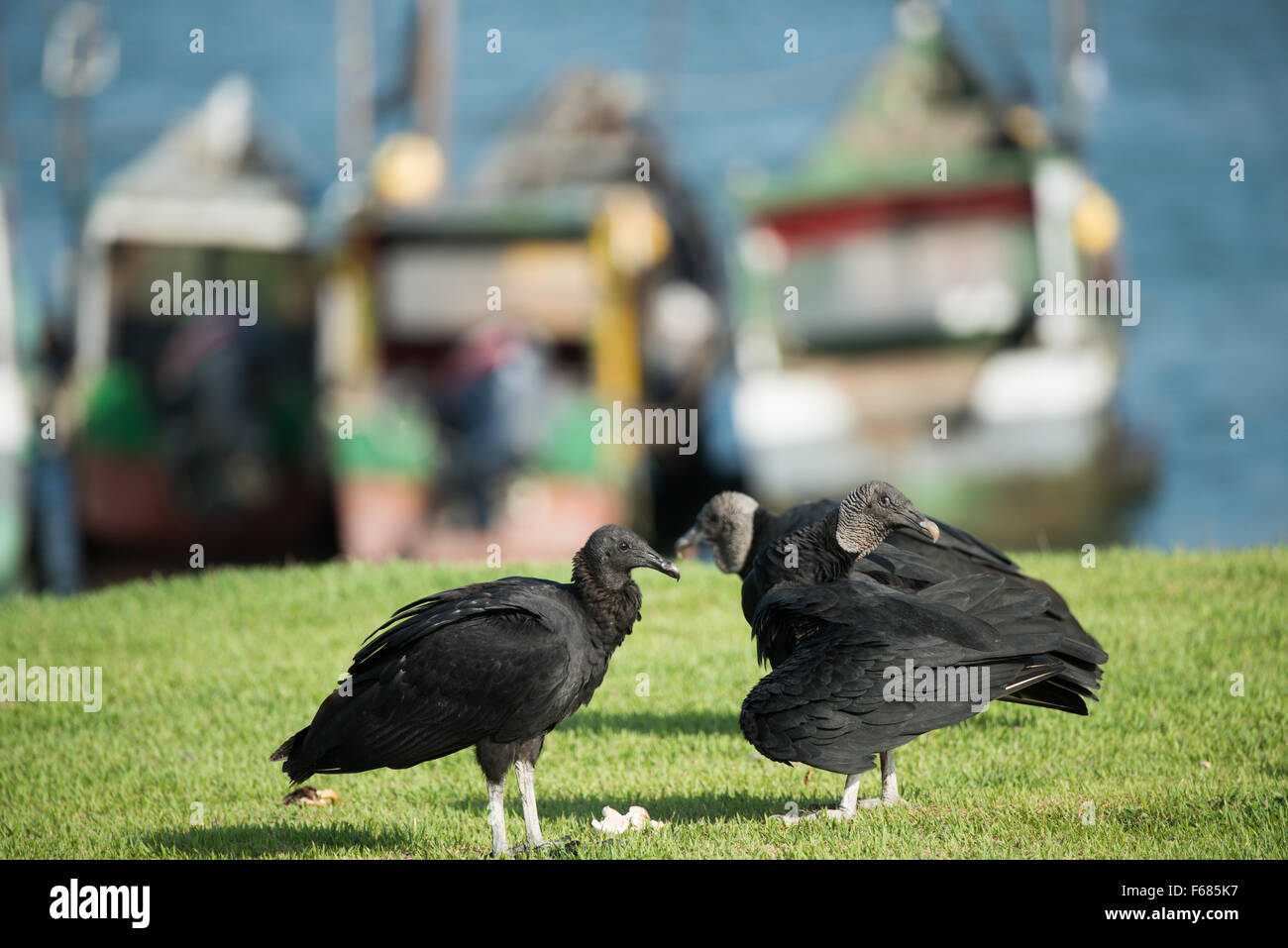 Black Vultures Waterfront Panama City // PANAMA CITY, Panama — gli avvoltoi neri si aprono lungo il lungomare di Panama City, affacciato sulla baia di Panama. Questi scavatrici, comunemente presenti in tutte le aree urbane dell'America centrale, svolgono un importante ruolo ecologico rimuovendo la carota. Panama Bay, un importante sito paludoso, è un habitat essenziale sia per gli uccelli residenti che per quelli migratori. L'area sul lungomare della città offre a questi uccelli opportunistici punti di osservazione ideali per avvistare le fonti di cibo e dare un'occhiata alla miscela di ambienti naturali e urbani della capitale. Foto Stock