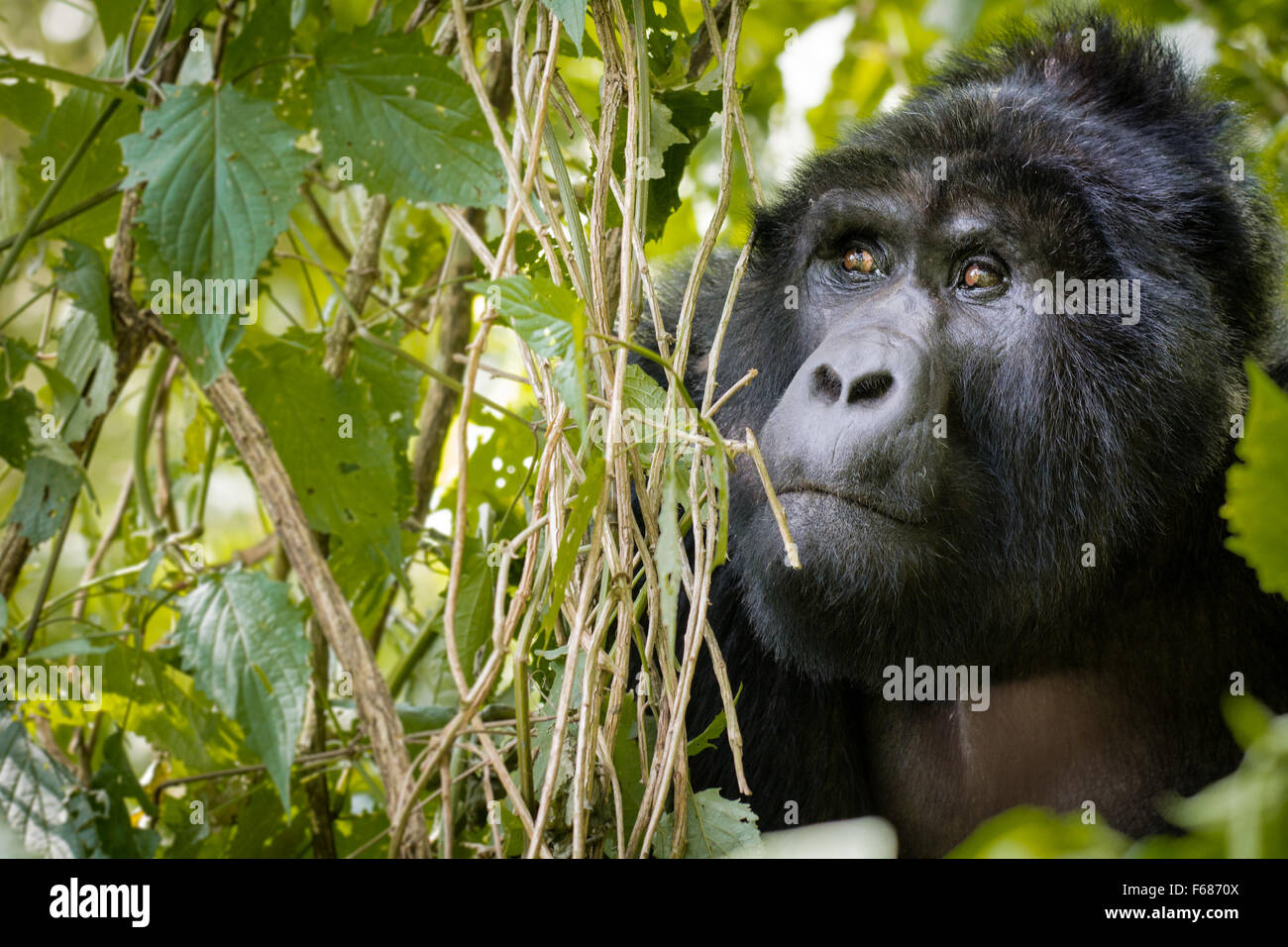 Un gorilla di montagna si nasconde dietro nella giungla in Uganda Africa. Foto Stock