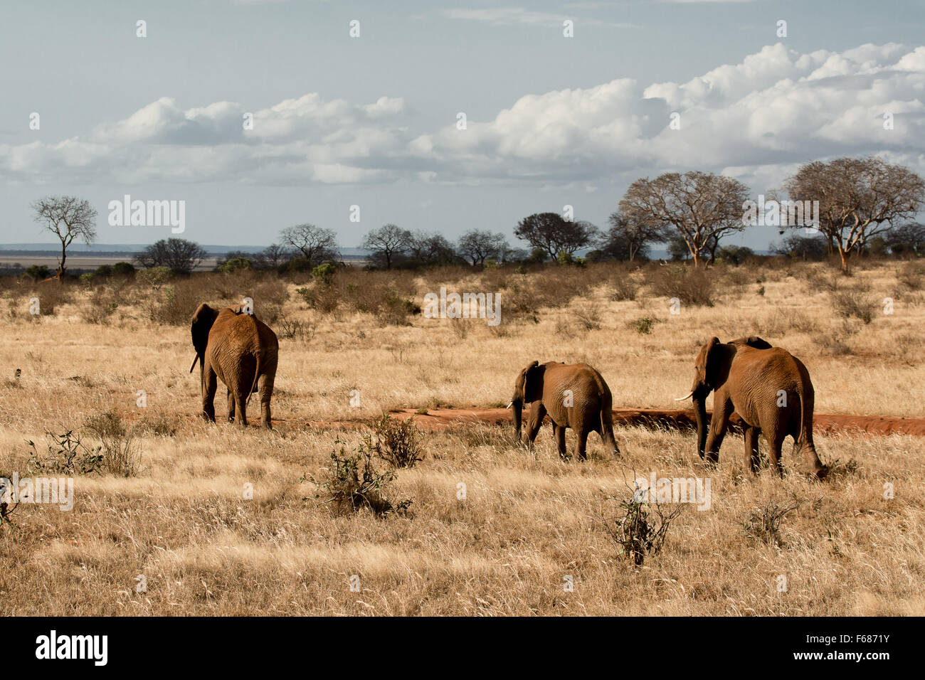 Un branco di elefanti rosso da Tsavo Est in Kenya sono a piedi nella steppa africana. Foto Stock