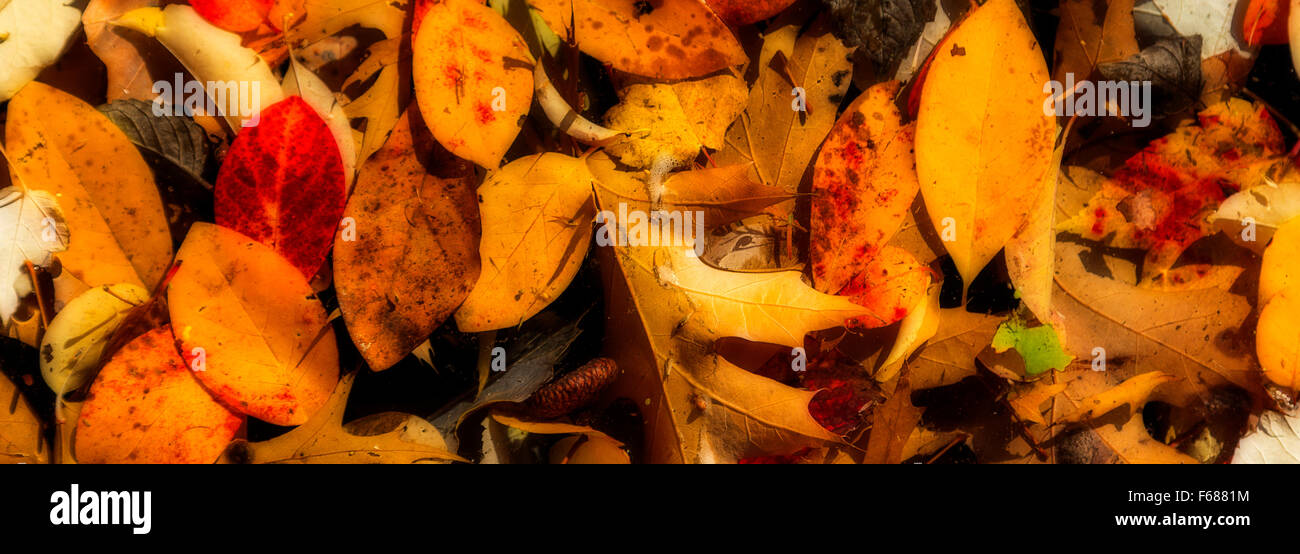 Modello casuale di colori d'autunno lascia flottante in una piscina di acqua. Sfondo nero con effetto di filtro applicato. Foto Stock