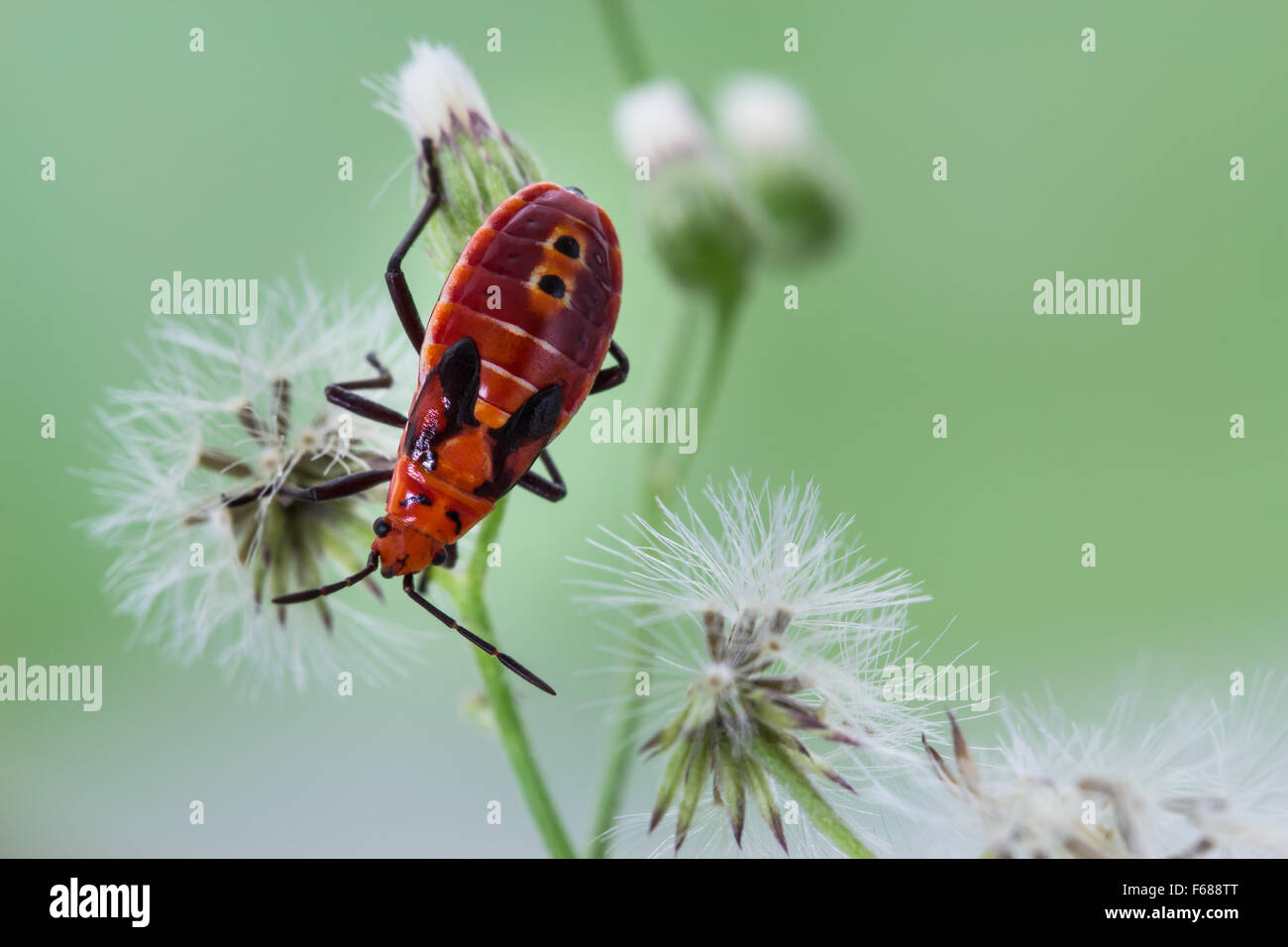 Red Hemiptera su weed fiore bianco Foto Stock