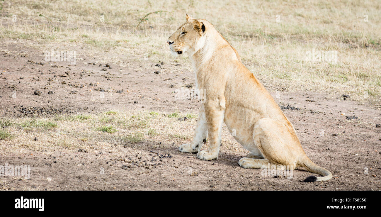 Una femmina di leone africano è seduto mentre si guarda per qualcosa di cacciare nella steppa del Masai Mara del Kenya. Foto Stock