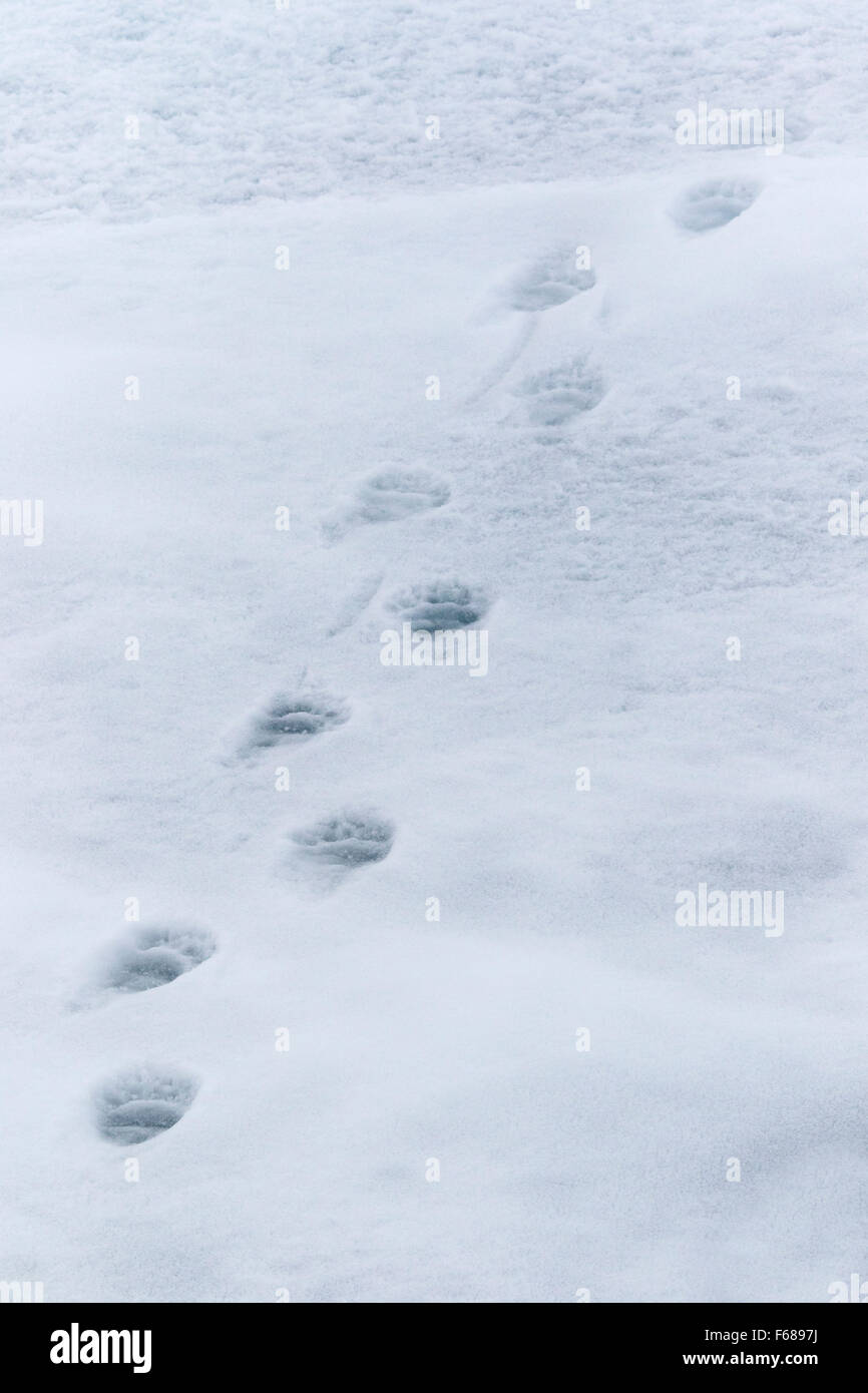 Le tracce di un orso polare in snow / Ursus maritimus Foto Stock