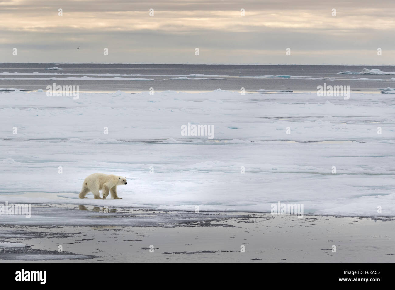 Orso polare sulla banchisa, Spitsbergen, Norvegia / EuropeUrsus maritimus Foto Stock