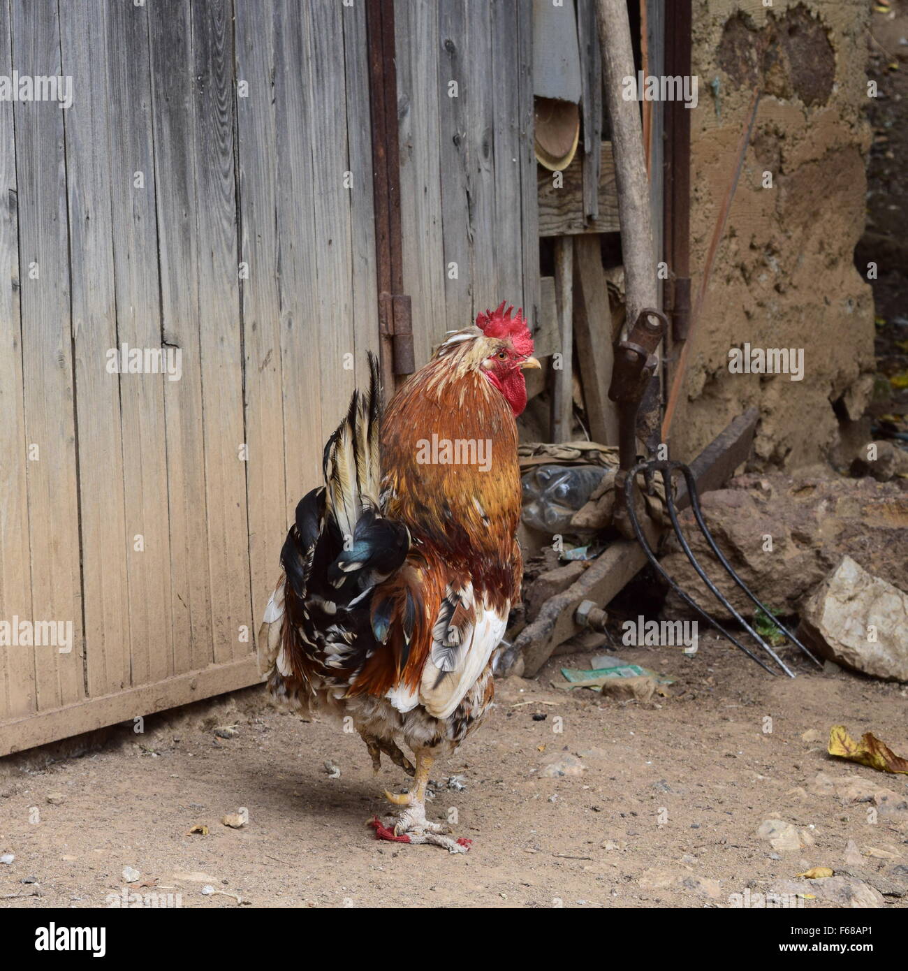 Un gallo accanto al fienile Foto Stock