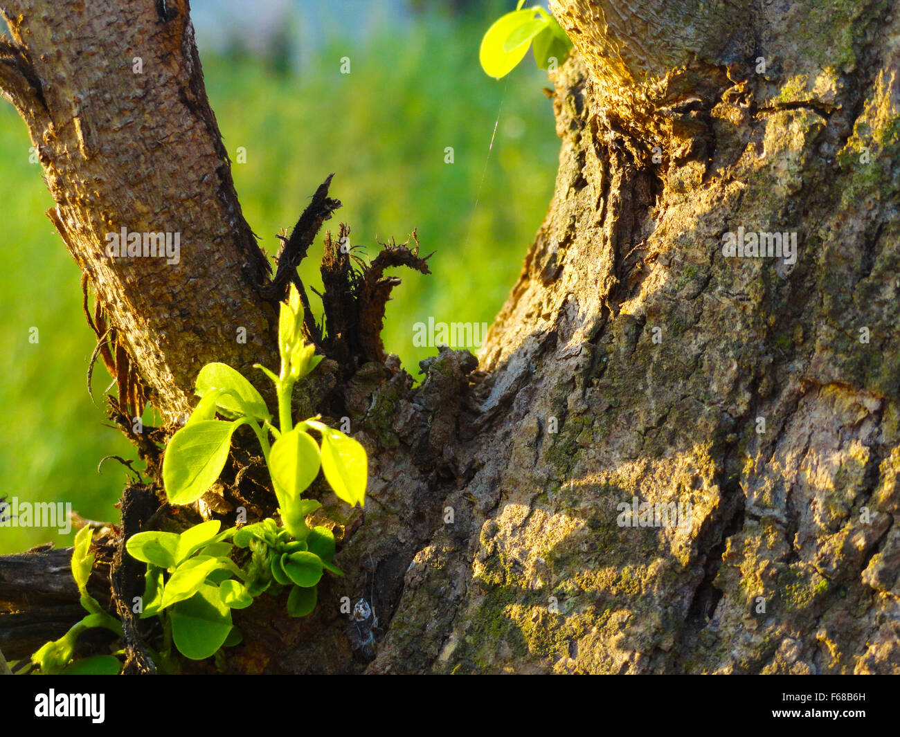 Micro Shot di alberi e foglie Foto Stock