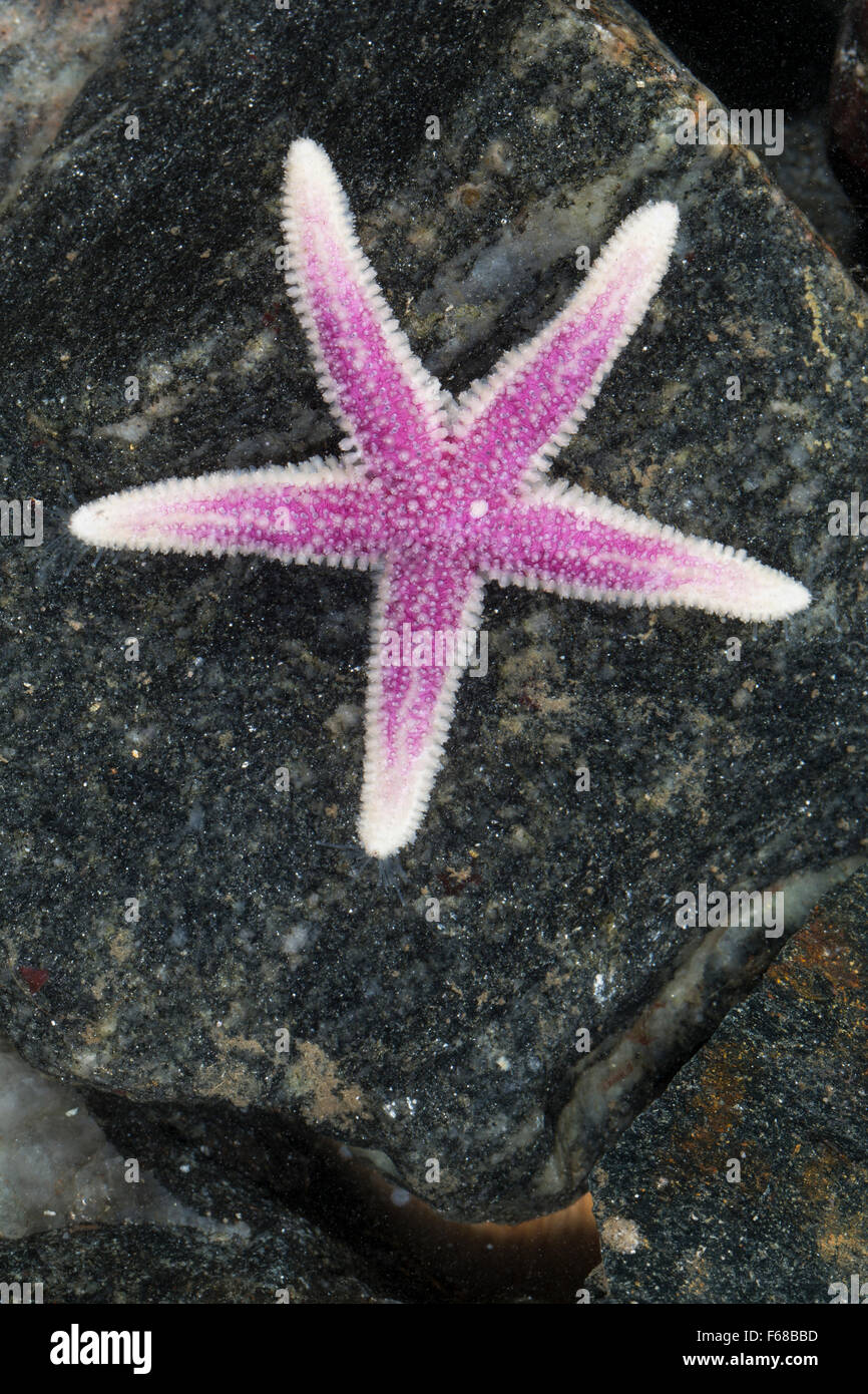 Stella del Nord, Müllers Seestern, Müllers-Seestern, Leptasterias muelleri, Asterias muelleri, Asteracanthion muelleri Foto Stock