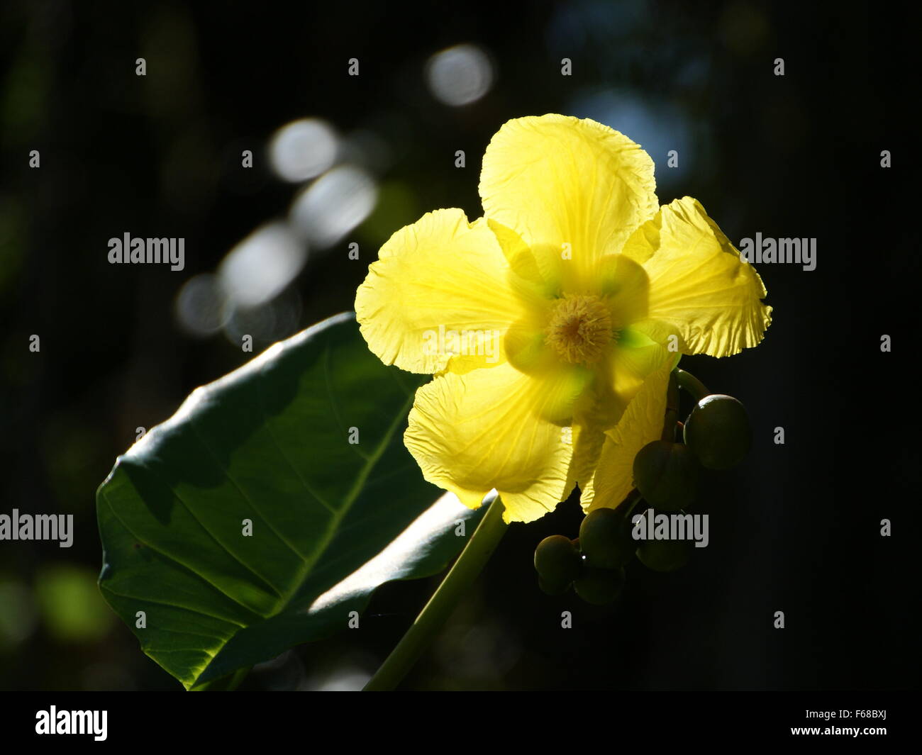 Traslucido giallo sole fiore. Dillenia suffruticosa. L'Africa. Le Seychelles. Giardino botanico di Victoria. Foto Stock