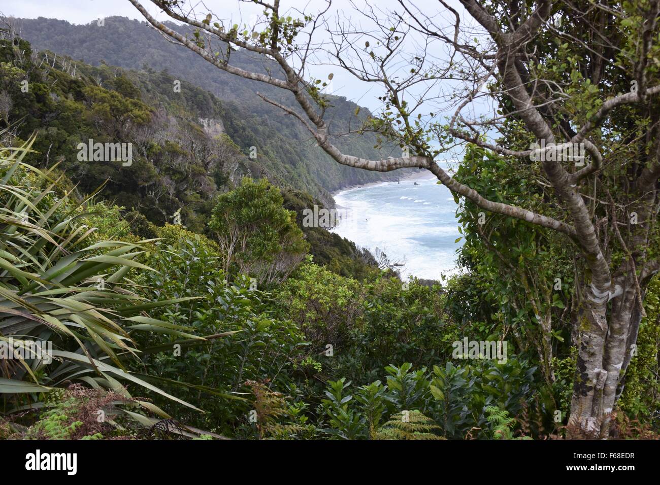 Lussureggianti alberi, piante e fogliame sulla costa ovest della Nuova Zelanda Foto Stock