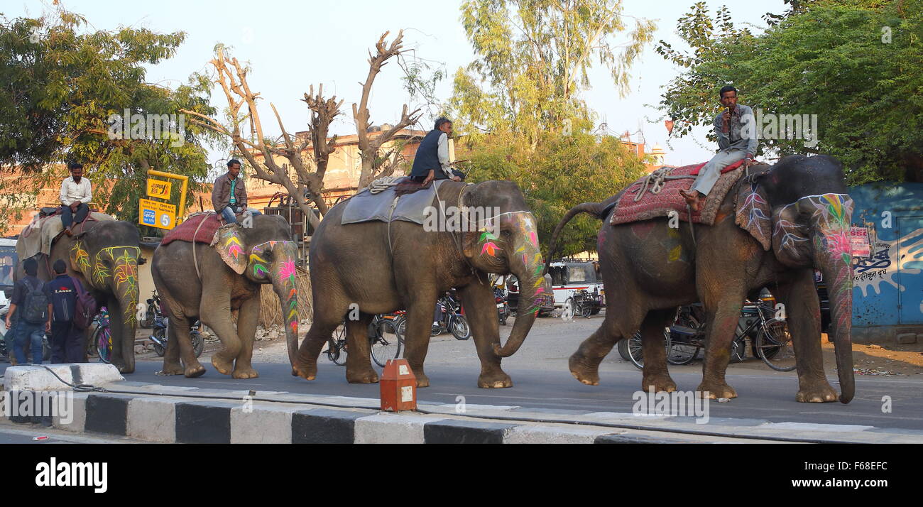 Dipinto di elefanti indiani per le strade di Jaipur, India Foto Stock