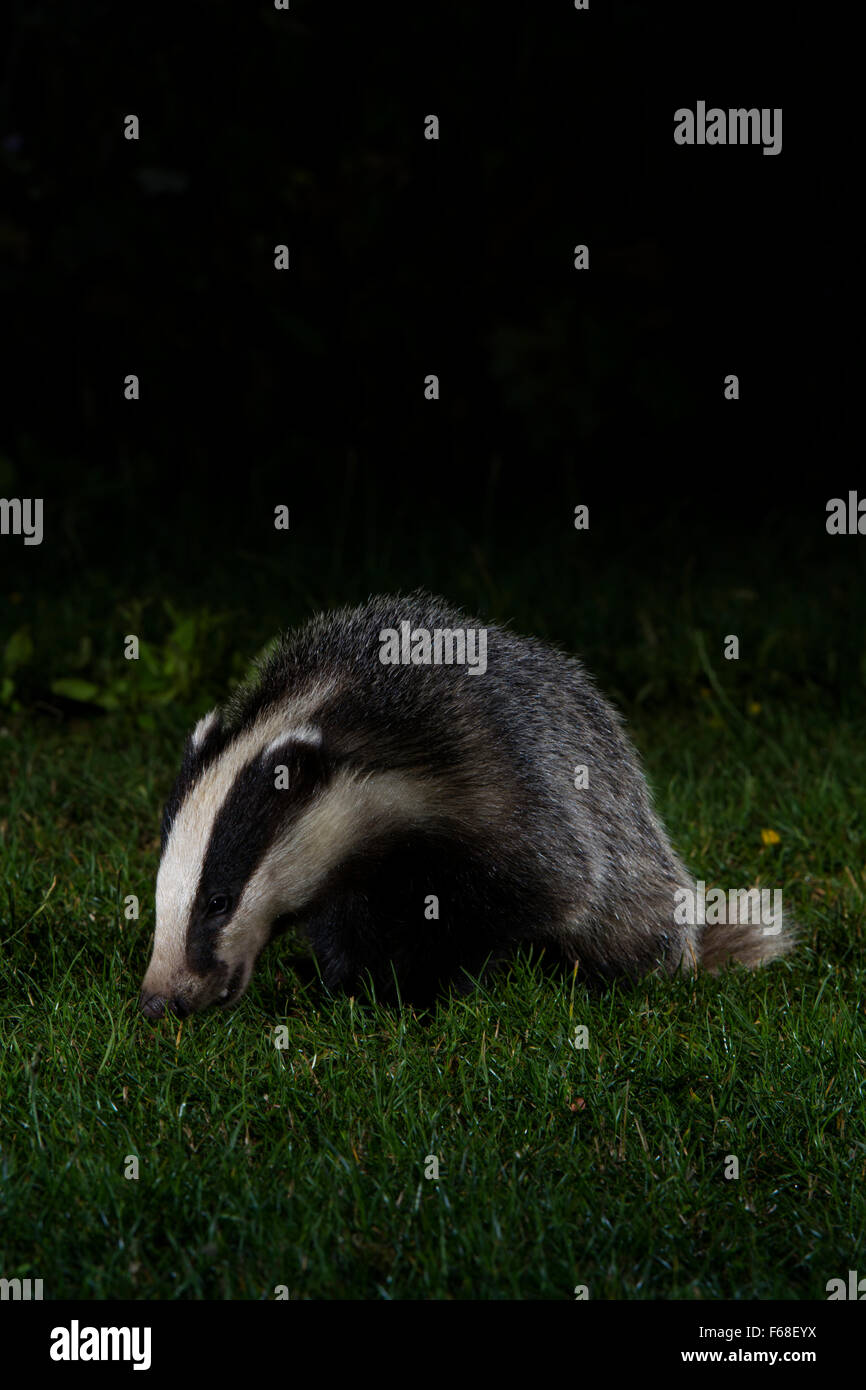Un giovane Eurasian Badger (Meles meles) alla ricerca di cibo durante la notte nel giardino suburbano, Hastings, East Sussex, Regno Unito Foto Stock