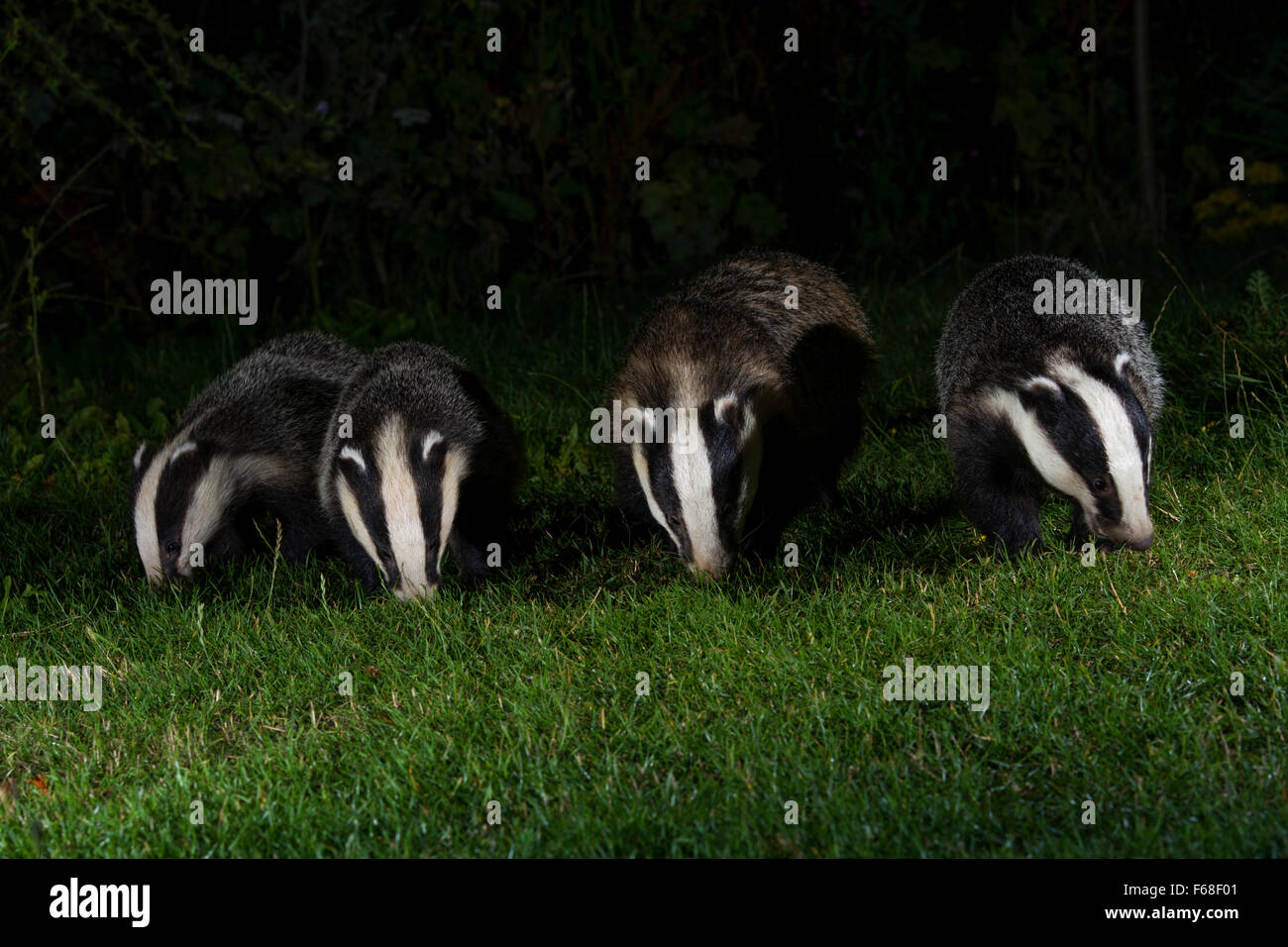 Un quartetto di Eurasian Badgers (Meles meles) alla ricerca di cibo durante la notte nel giardino suburbano, Hastings, East Sussex, Regno Unito Foto Stock