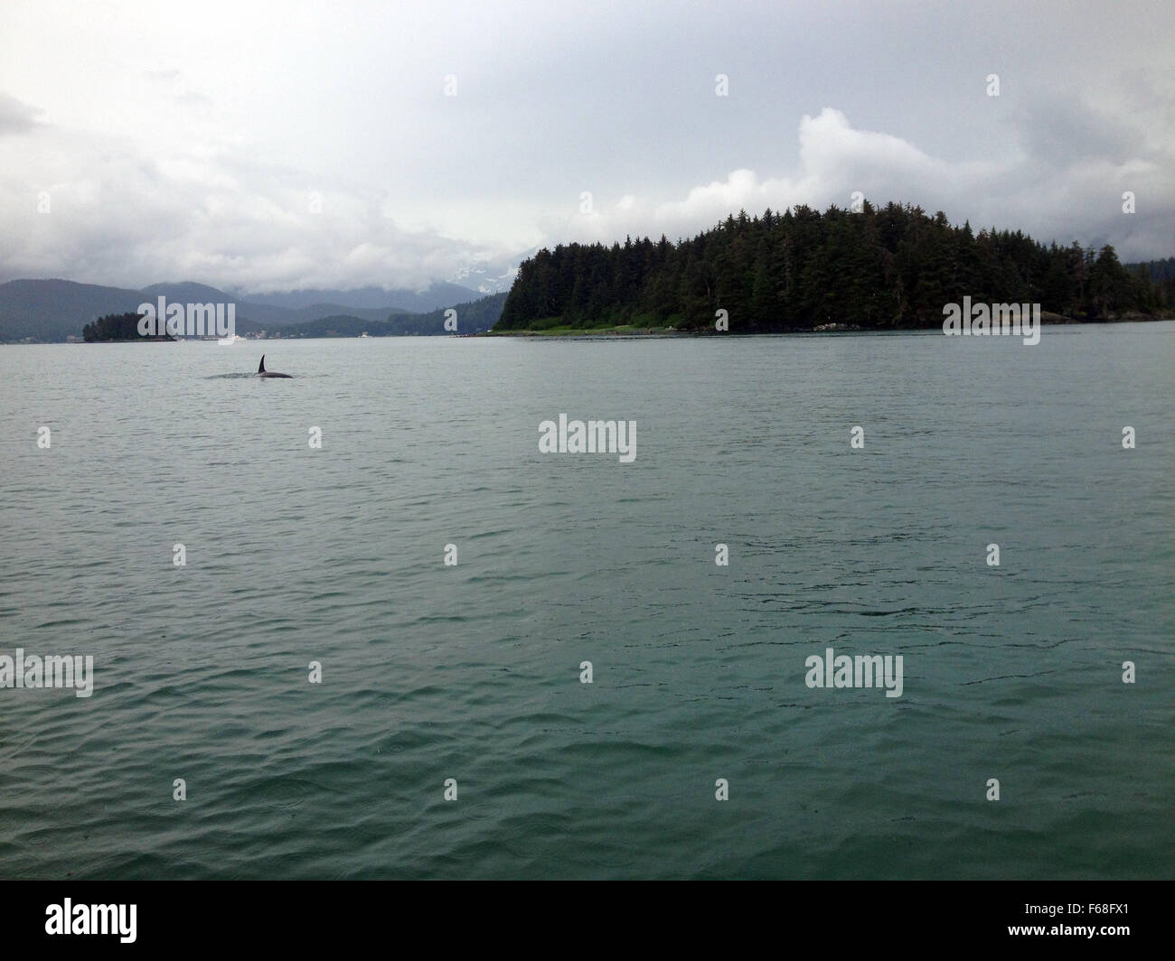 Balena in Auke Bay nei pressi di Juneau, in Alaska. Foto Stock