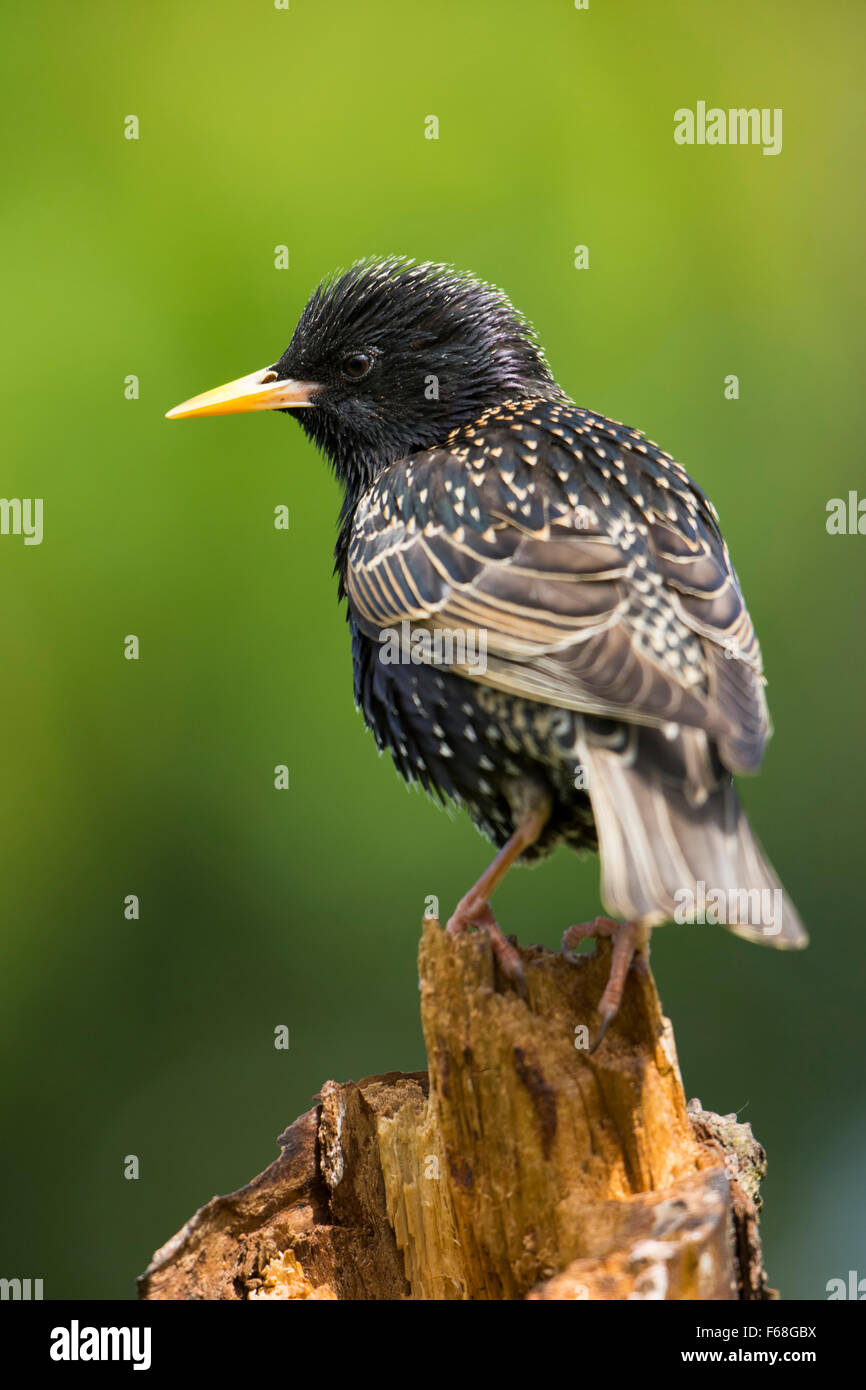 Un Starling (Sternus vulgaris) arroccato contro un fondo diffuso Foto Stock