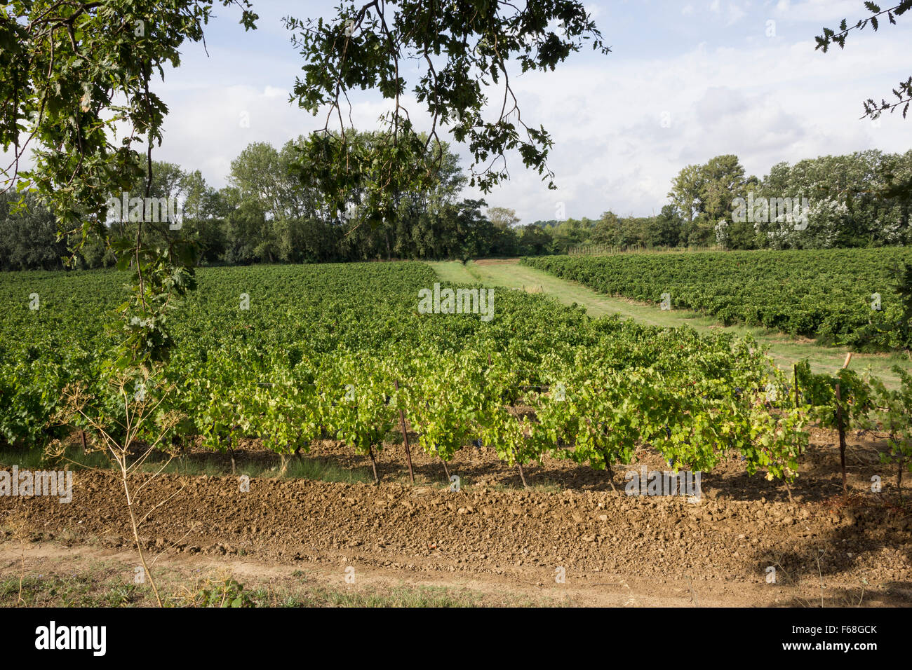 Vigna confinante con il Canal du Midi, tra Trebes e Carcassonne, Languedoc, Minervois Foto Stock