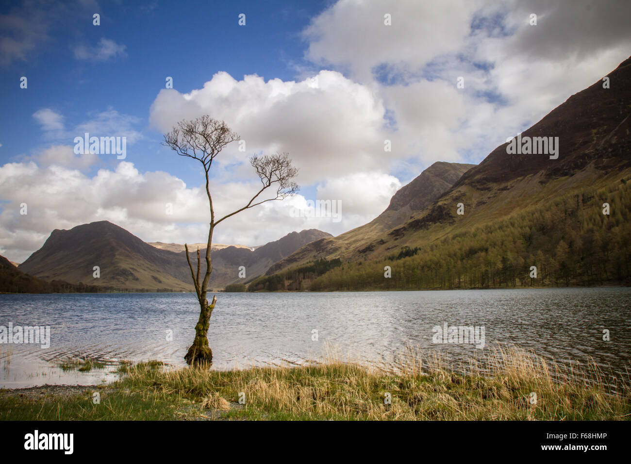 Vecchio albero su buttermere Foto Stock