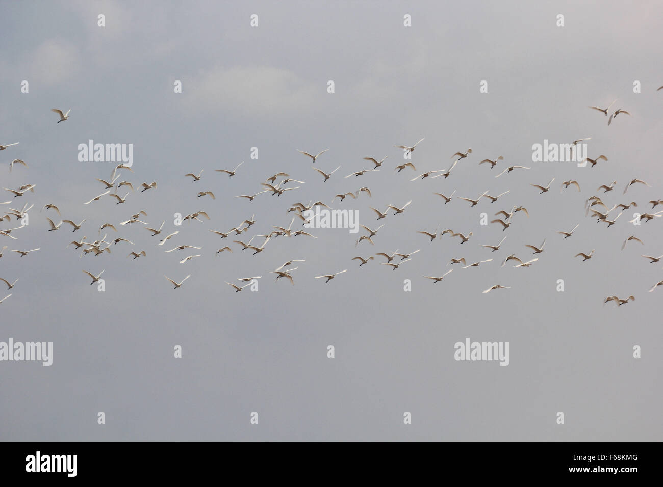 Il Bintan, Isole Riau, Indonesia. Xiii Nov, 2015. Il Bintan, Indonesia - 13 novembre: la garzetta (Egretta garzetta) visto nella foresta di mangrovie il 13 novembre 2015 nell'isola di Bintan, Indonesia. La garzetta è una specie di piccolo heron nella famiglia ardeidi. Razze it colonizzatori, spesso con altre specie di uccelli acquatici, rendendo una piattaforma nido di bastoni in un albero, Bush o reed bed. La sua distribuzione di allevamento è in zone umide nel caldo moderato al tropical parti dell Europa, Africa, Asia e Australia. Nelle posizioni più calde, la maggior parte degli uccelli sono residenti permanenti; popolazioni del nord, compresi molti E Foto Stock