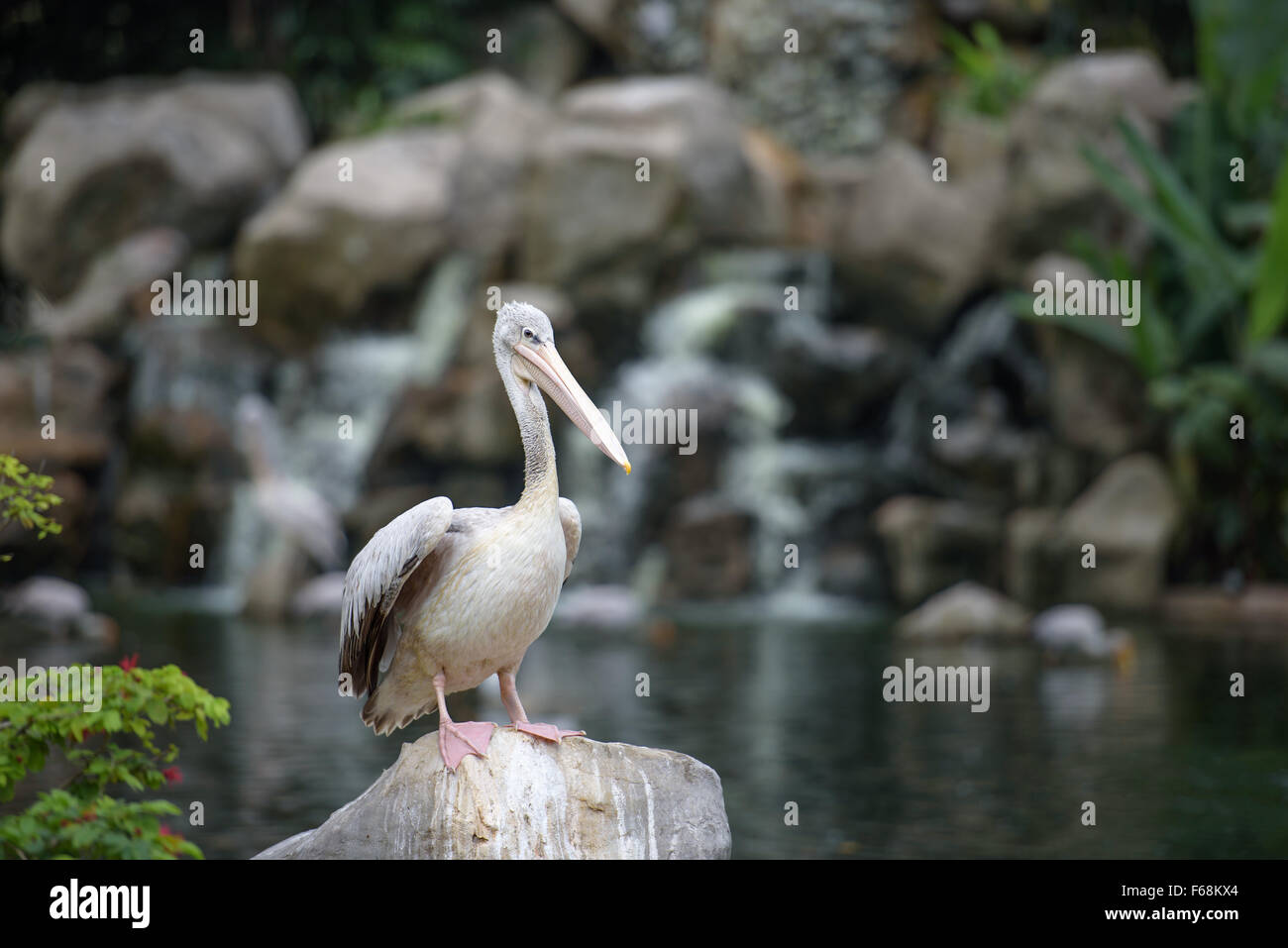Pellicano grigio in appoggio sul lago Foto Stock