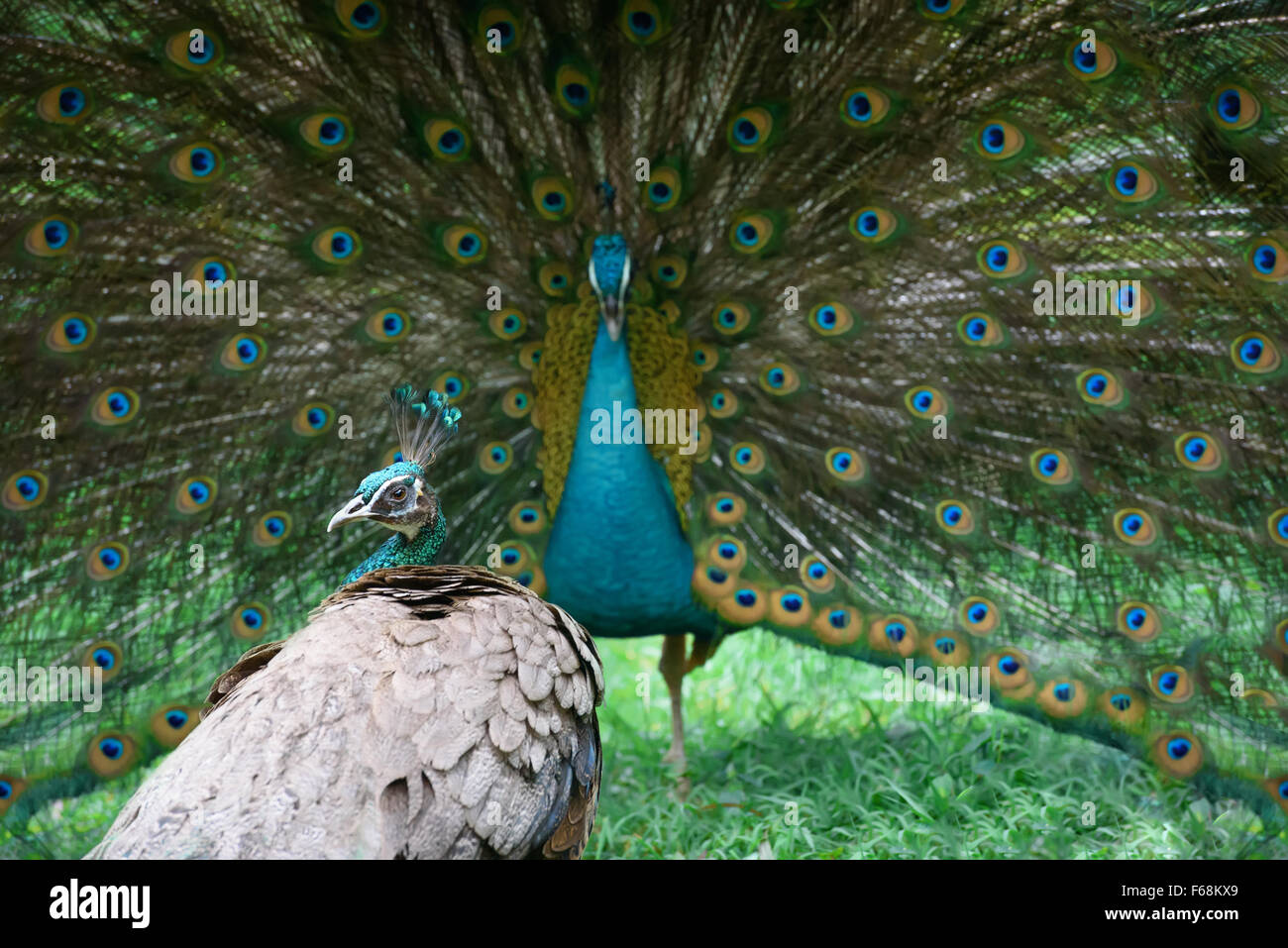 Peacock mostra la sua bellissima coda, ma peahen non è impressionato Foto Stock