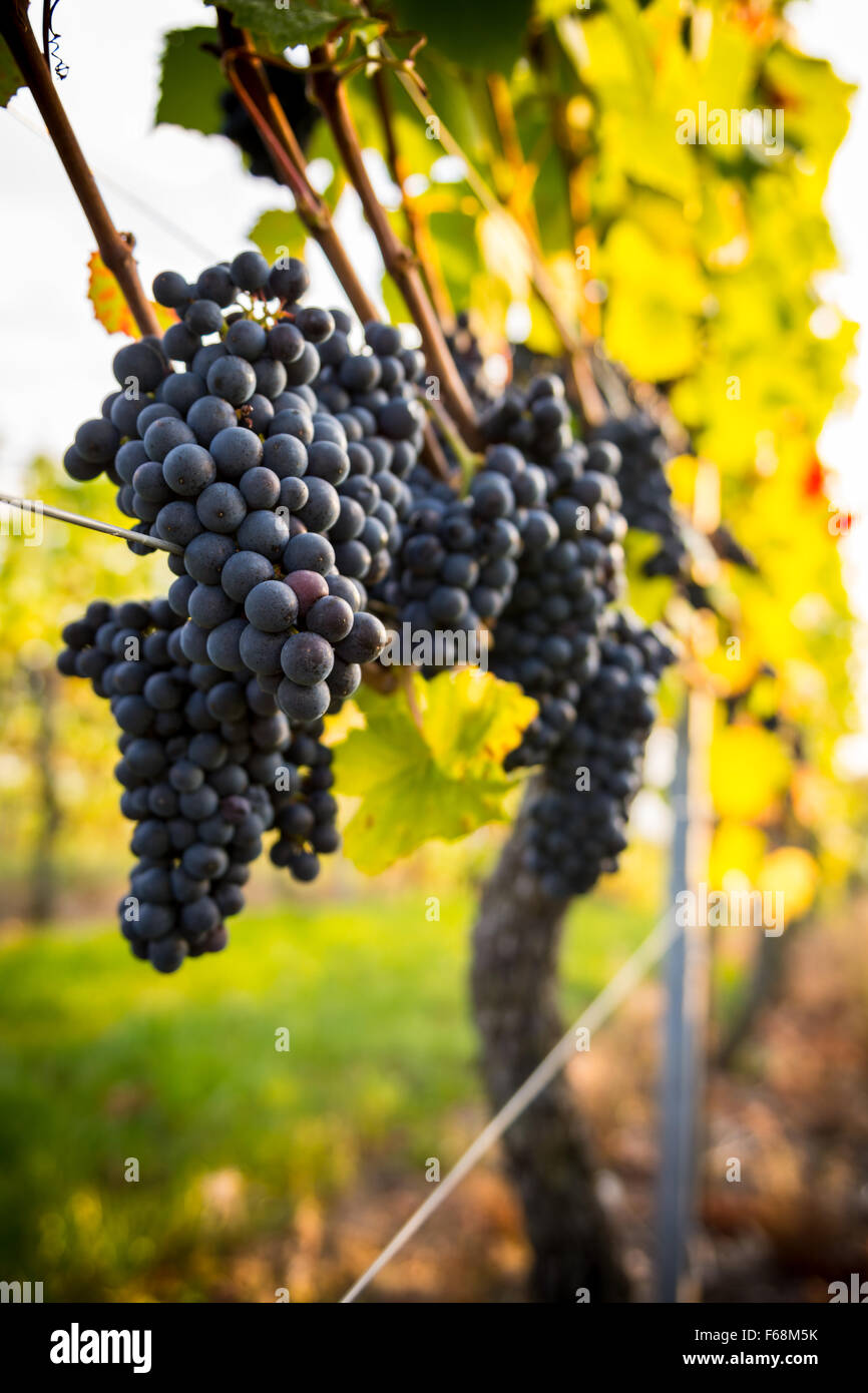 Vino rosso uva in una vigna a Meersburg, Germania Foto Stock