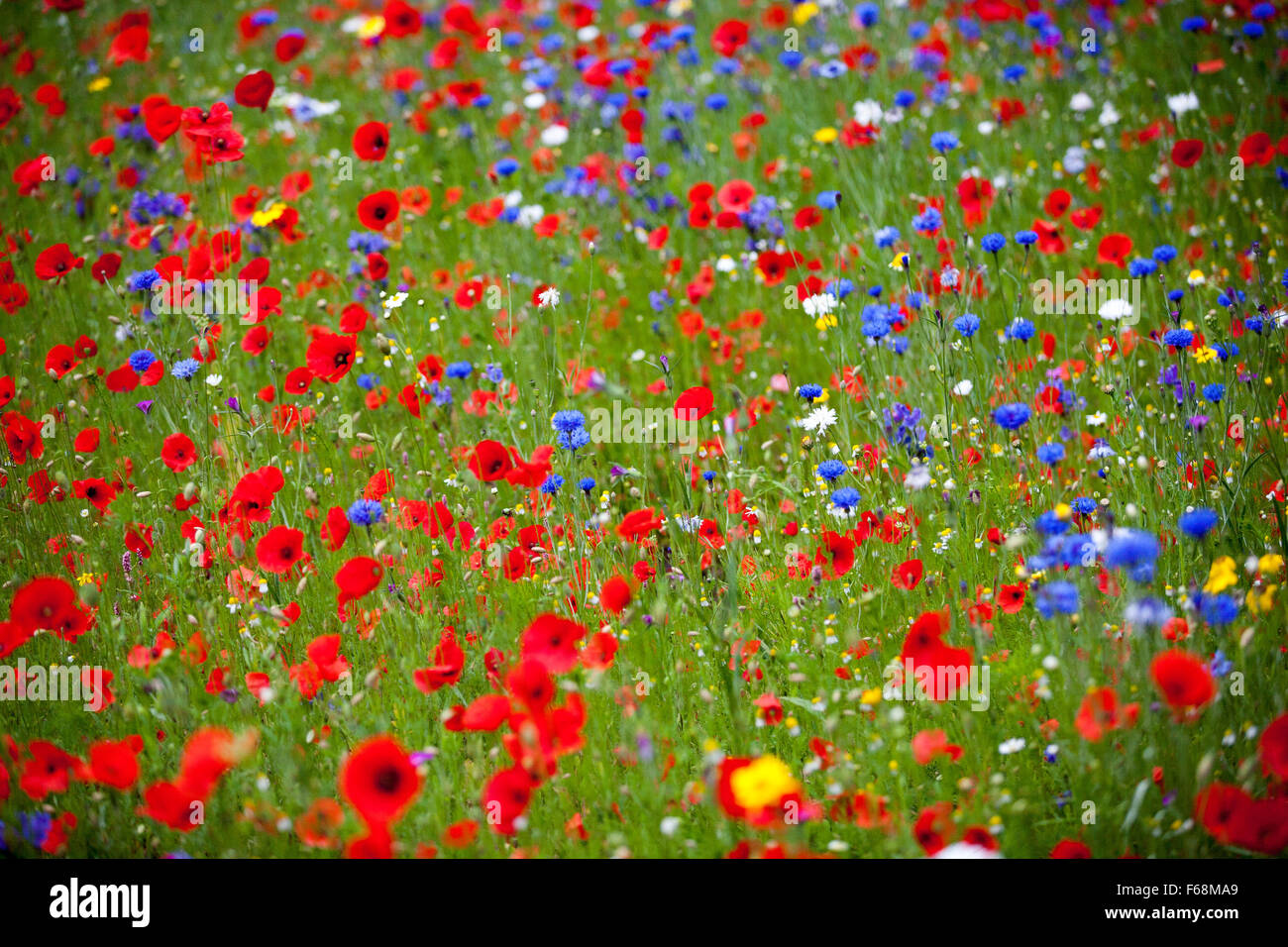 Mix di fiori selvaggi, strada piantando, monmouthshire. wales Foto Stock