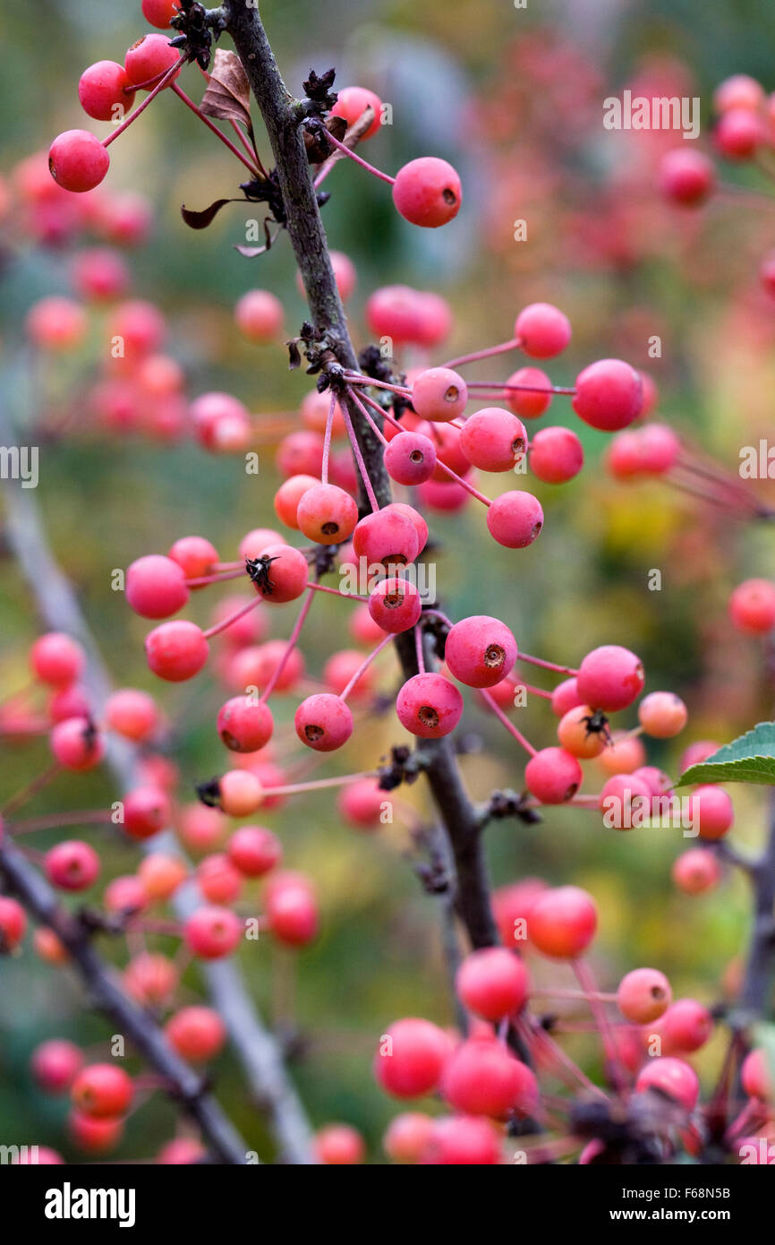 Malus 'Adirondack. Crab Apple Albero in autunno. Foto Stock