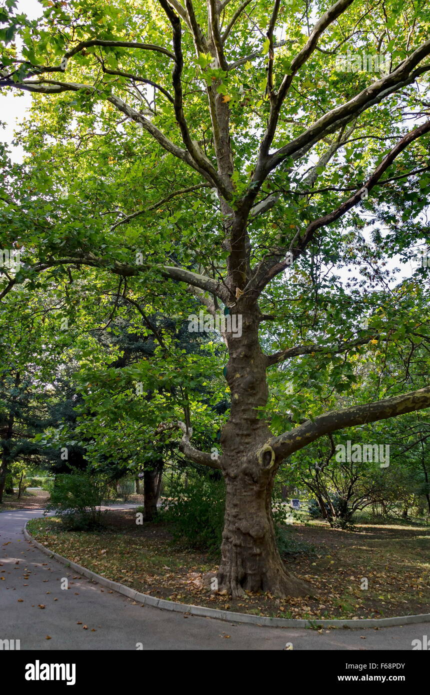 Albero verde sycamore (Acer pseudoplatanus) nel parco con bosco freschi e il percorso, Sofia, Bulgaria Foto Stock