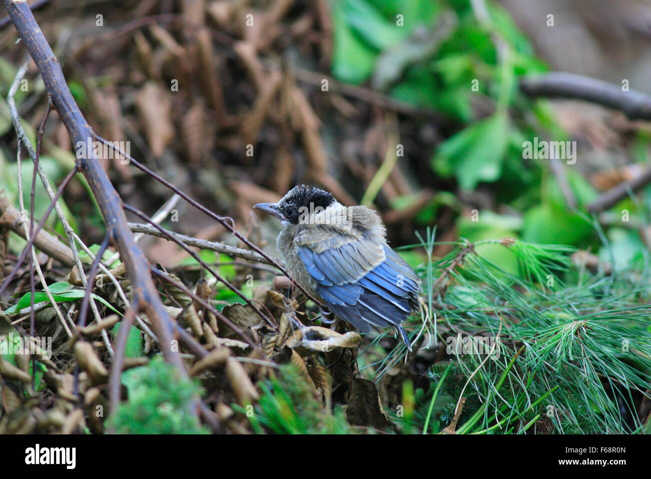 Azzurro-winged Gazza (Cyanopica cyana) in Giappone Foto Stock