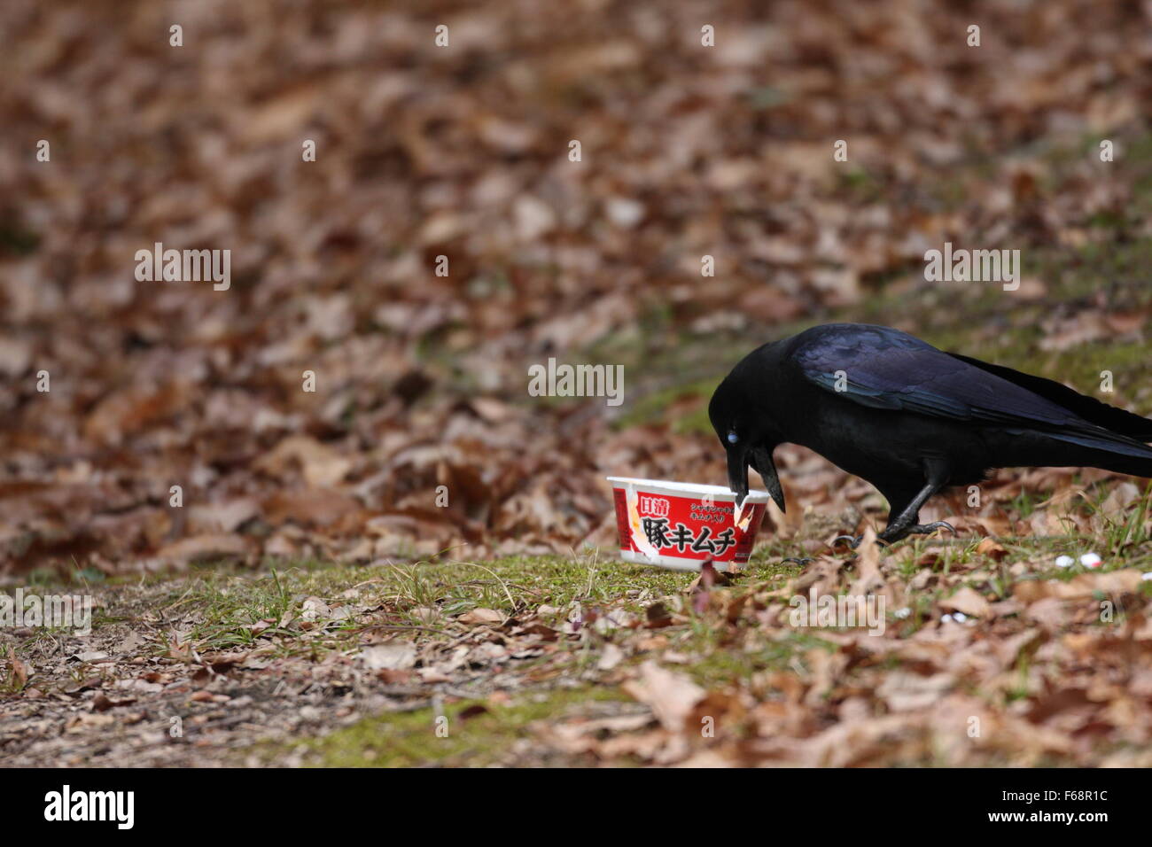 Grandi fatturati Crow (Corvus macrorhynchos) in Giappone Foto Stock