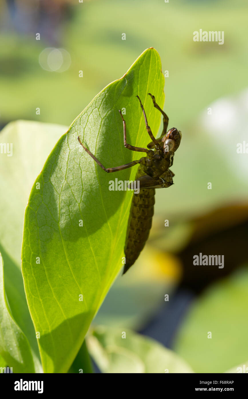 Caso delle larve di recentemente emerso Southern Hawker dragonfly aggrappati a bog-foglia di fagiolo nel laghetto in giardino Foto Stock