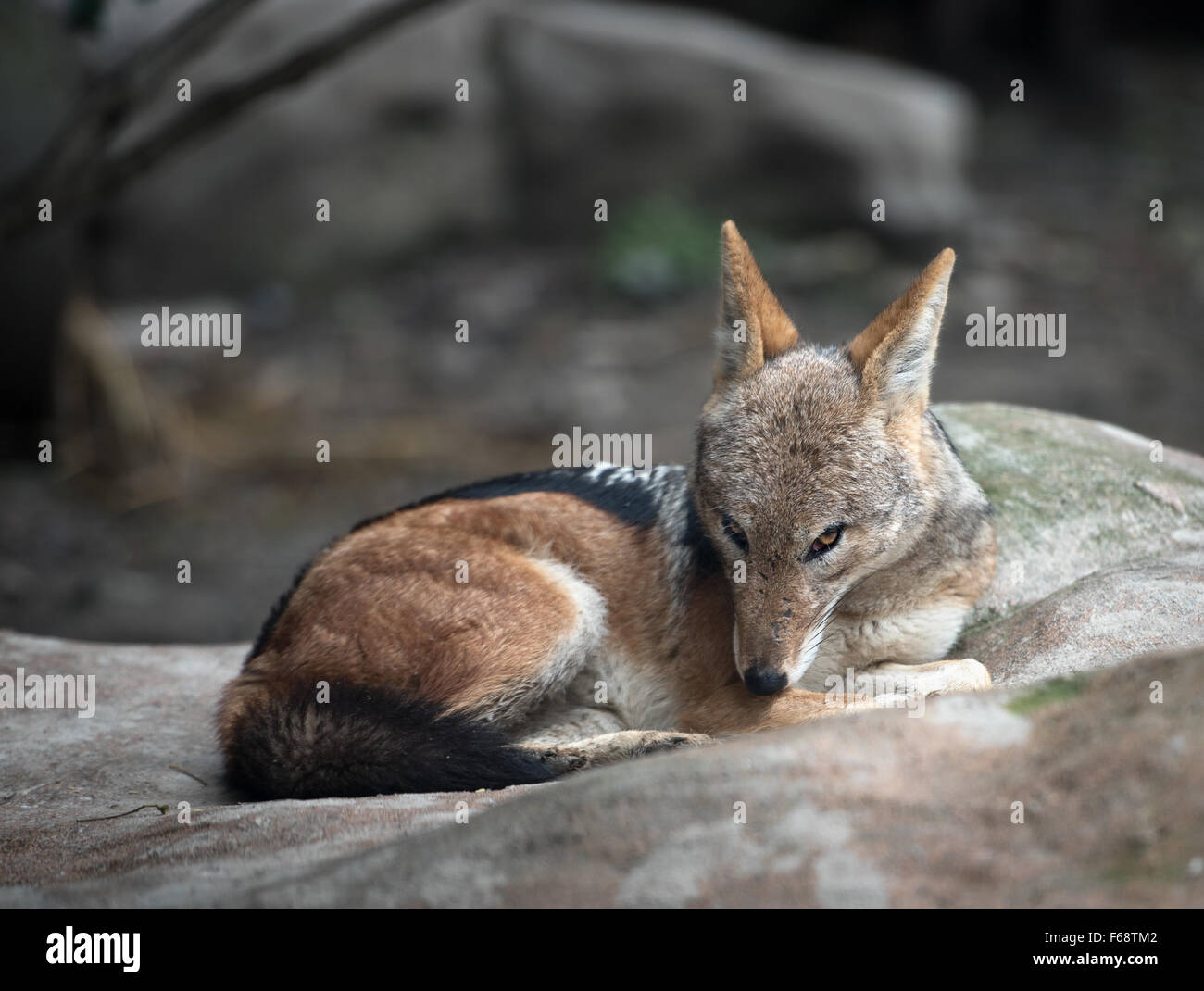 Nero-backed jackal in appoggio su di una roccia loocking in telecamera Foto Stock