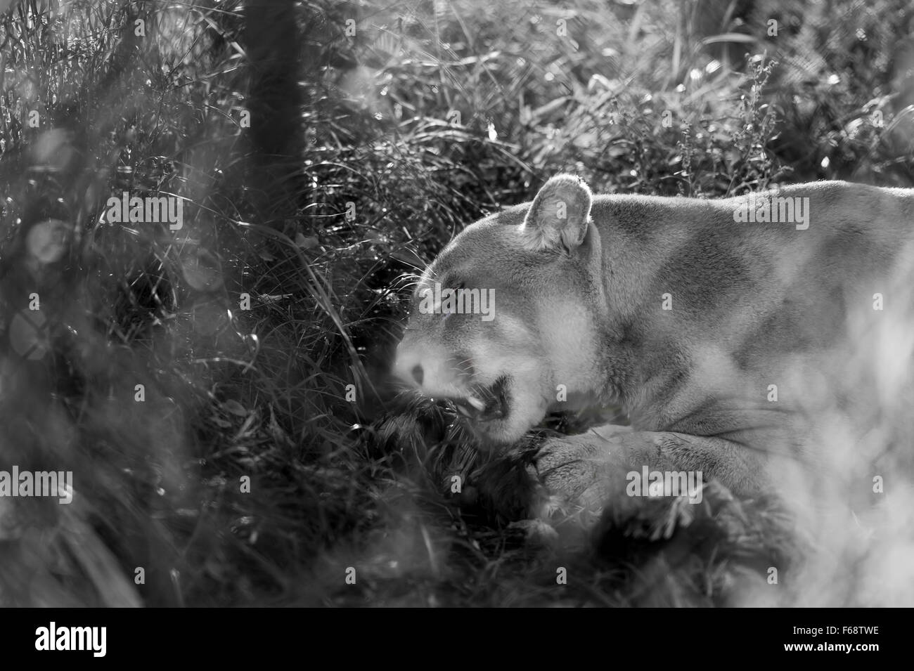 Cougar nascosto dietro il fogliame in attacco al crepuscolo Foto Stock
