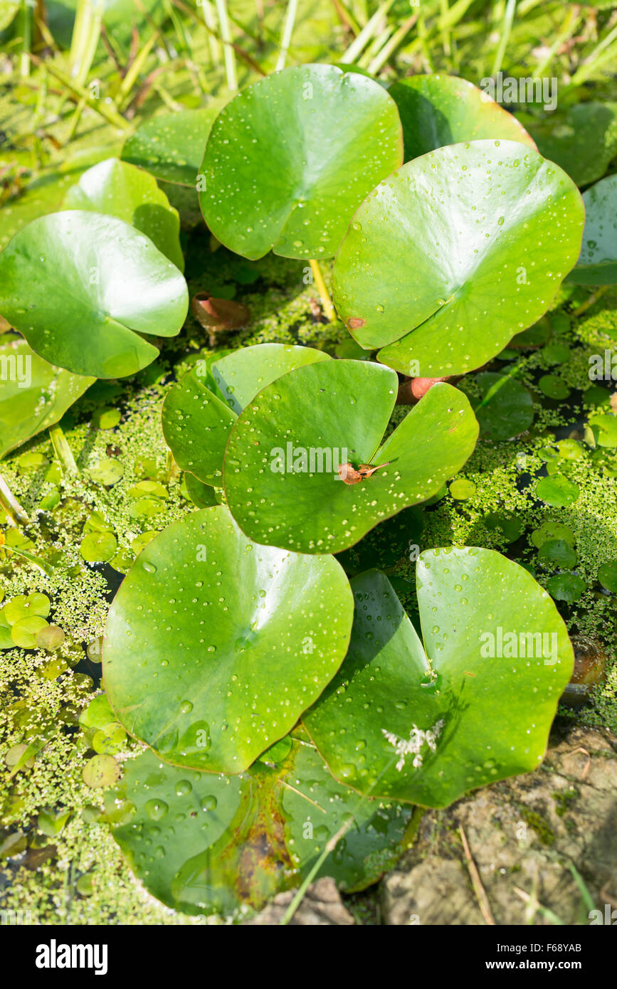 Pioggia di acqua maculato-lily foglie con lenticchie d'acqua e acqua soldato piante nel laghetto in giardino Foto Stock