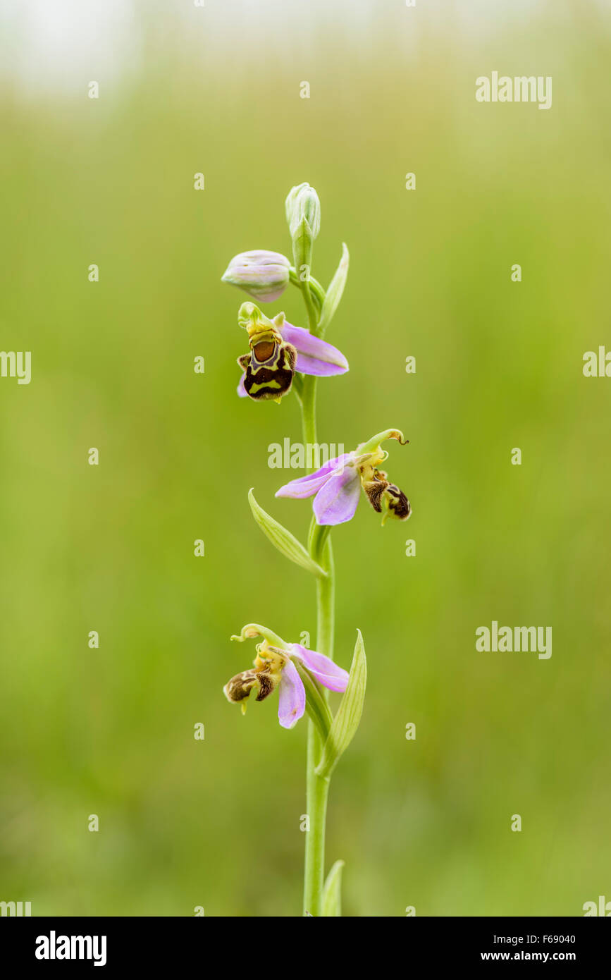 Bienen Ragwurz, Ophrys apifera, Bee Orchid Foto Stock