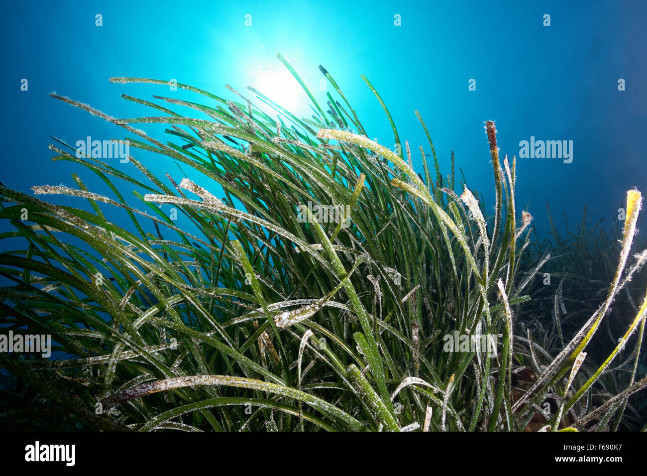 Nettuno erba o tapeweed mediterranea (Posidonia oceanica) in presenza di luce solare, isola di Corfu, Isole Ionie, Mare Mediterraneo Foto Stock