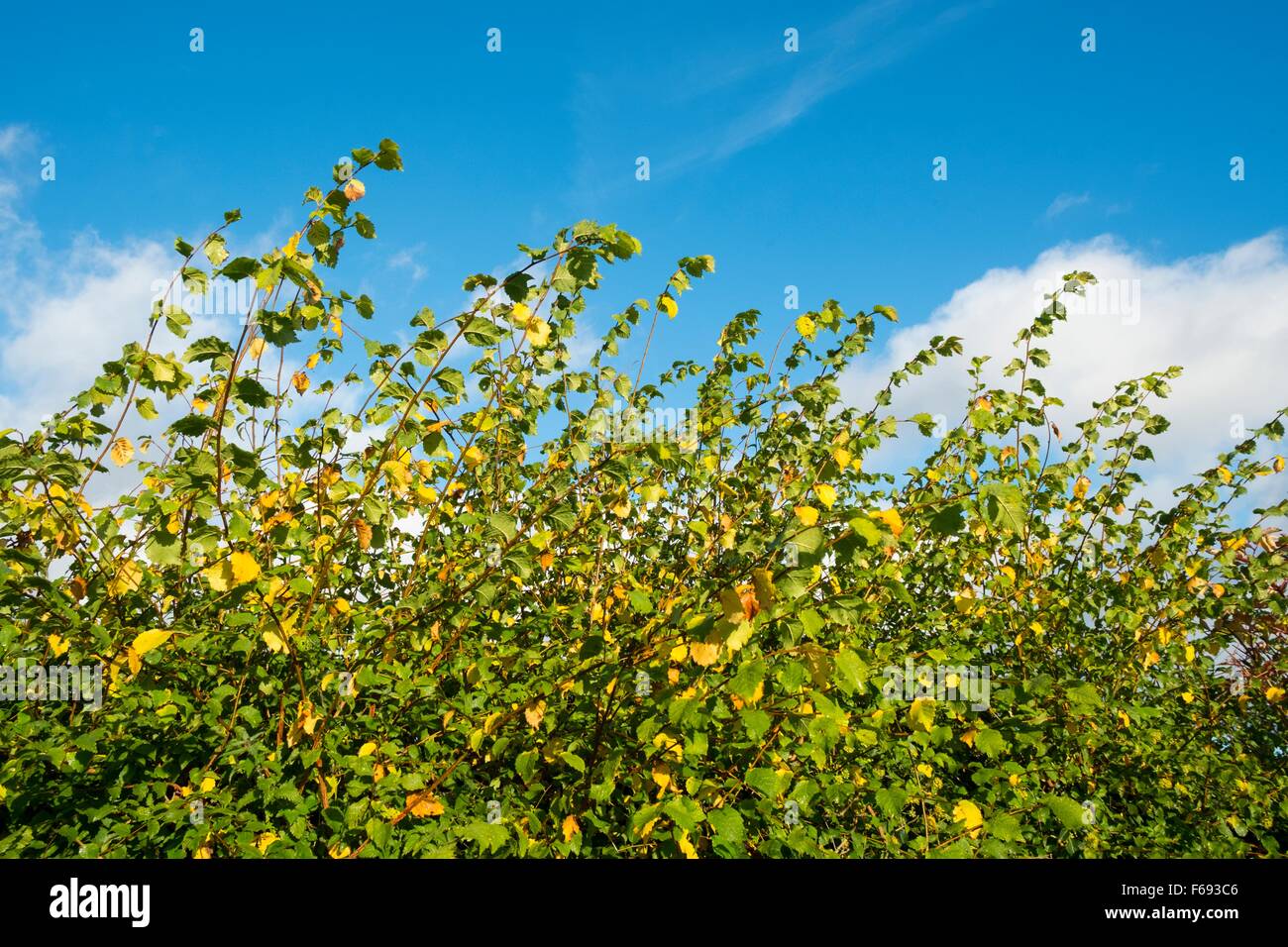 Olmo inglese - Ulmus procera England Regno Unito Foto Stock