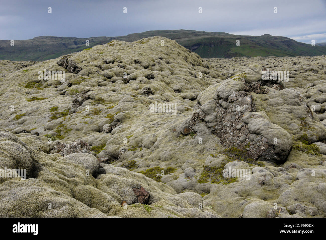 Lanosi fringe moss Eldhraun copertura campo di lava, Laki Area, Skaftafell National Park, Islanda Foto Stock