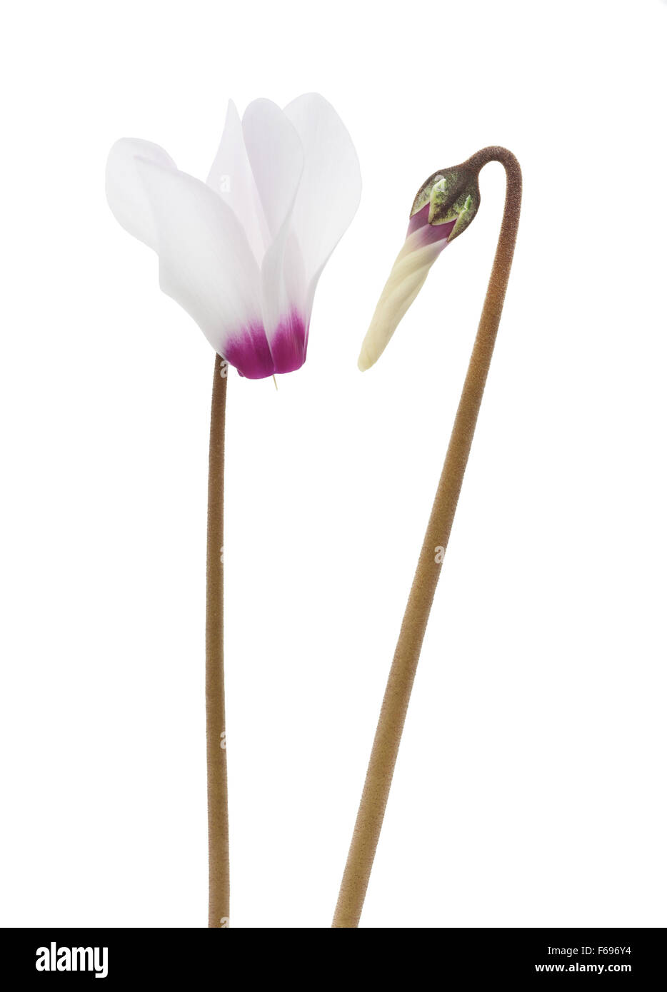 Ciclamino fiori isolati su sfondo bianco Foto Stock