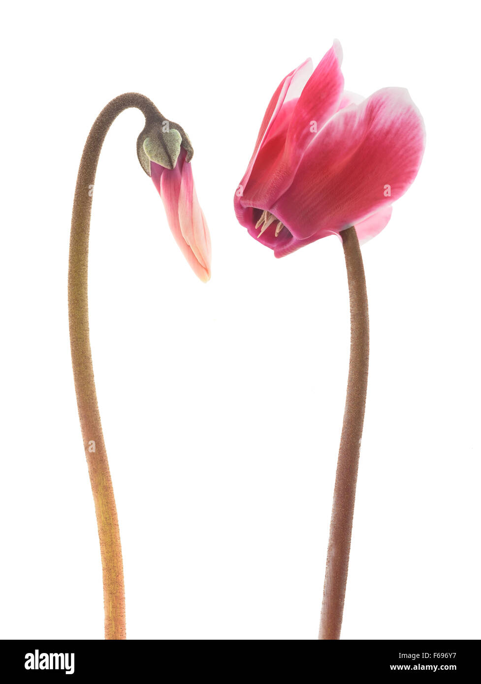 Ciclamino fiori isolati su sfondo bianco Foto Stock