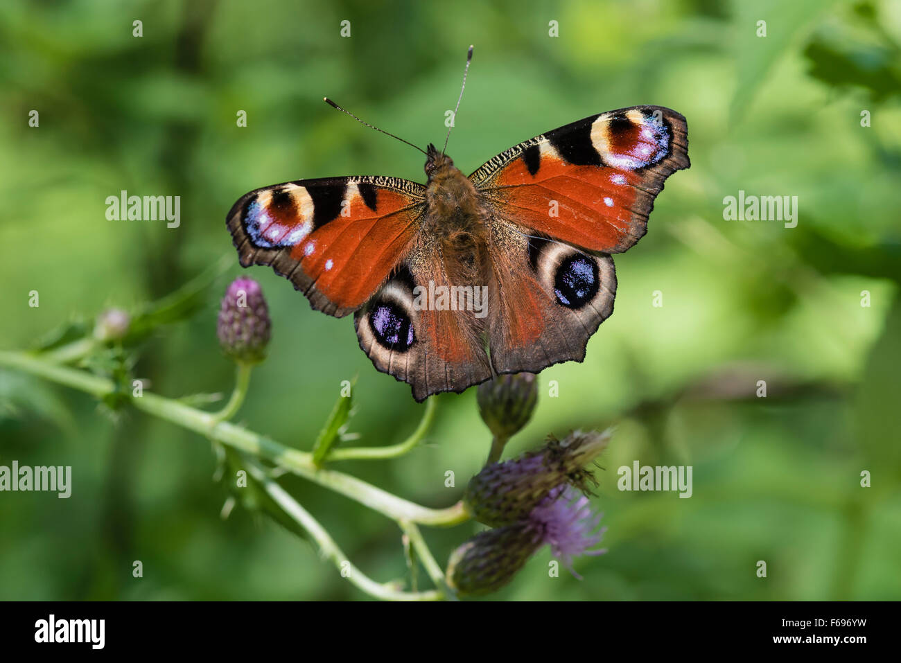 Tagpfauenauge, Aglais io, Europeo farfalla pavone Foto Stock