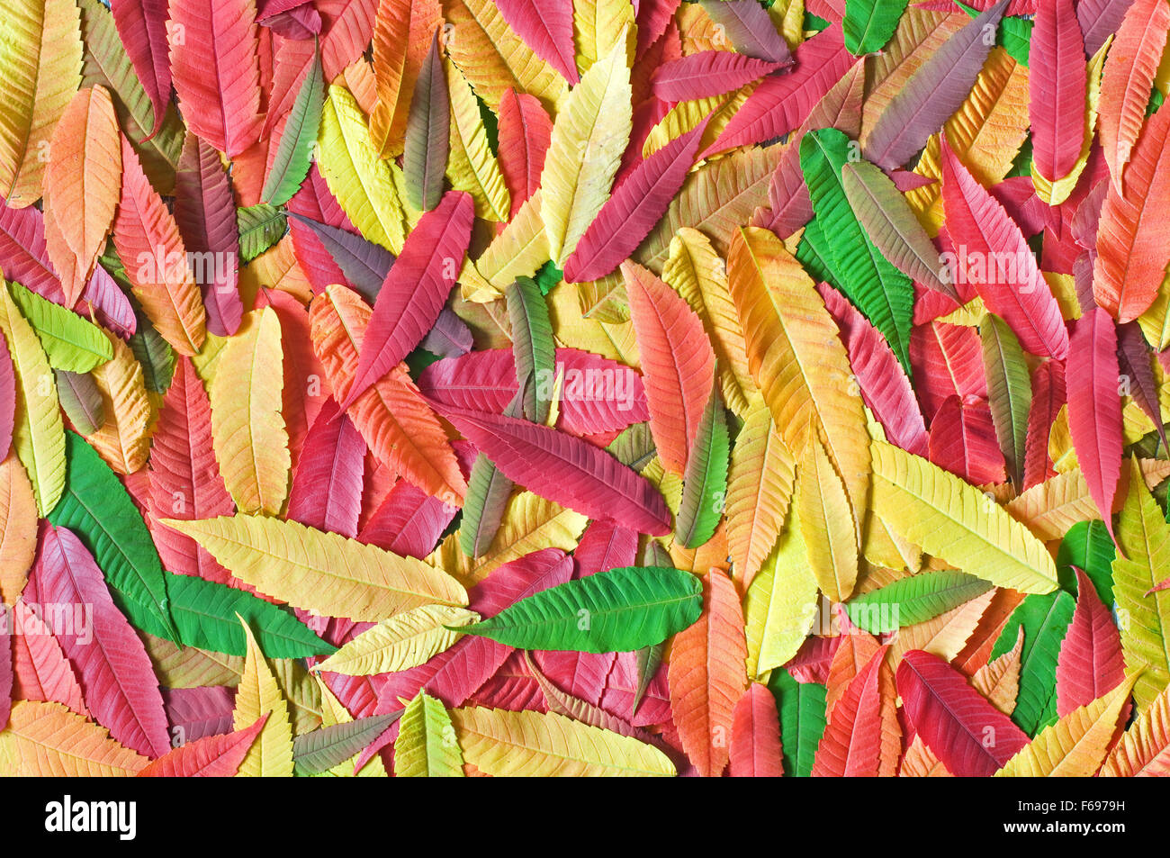 Foto di colorate Foglie di autunno come sfondo Foto Stock